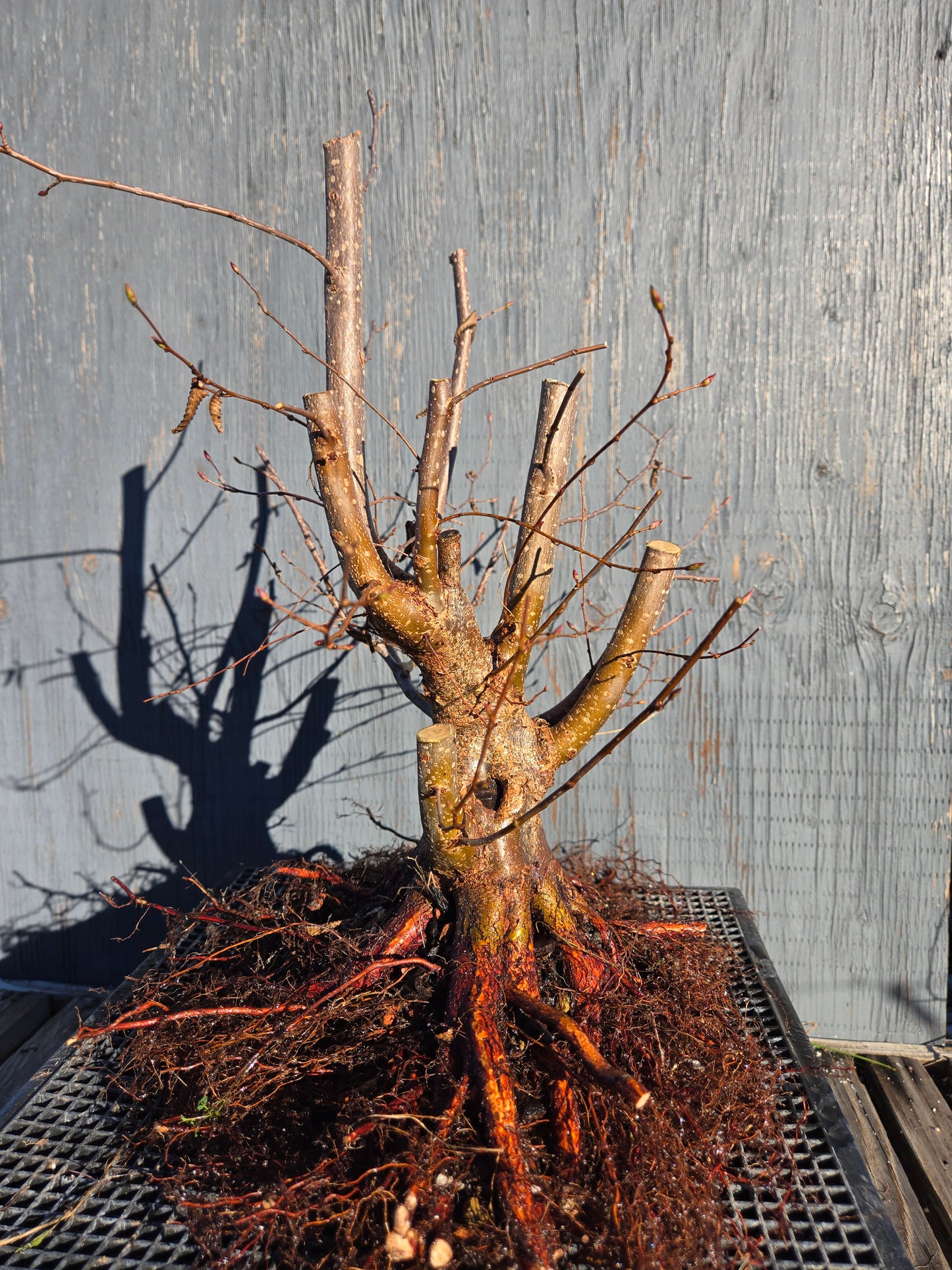 Carpinus japonica, Japanese Hornbeam, Cj W10