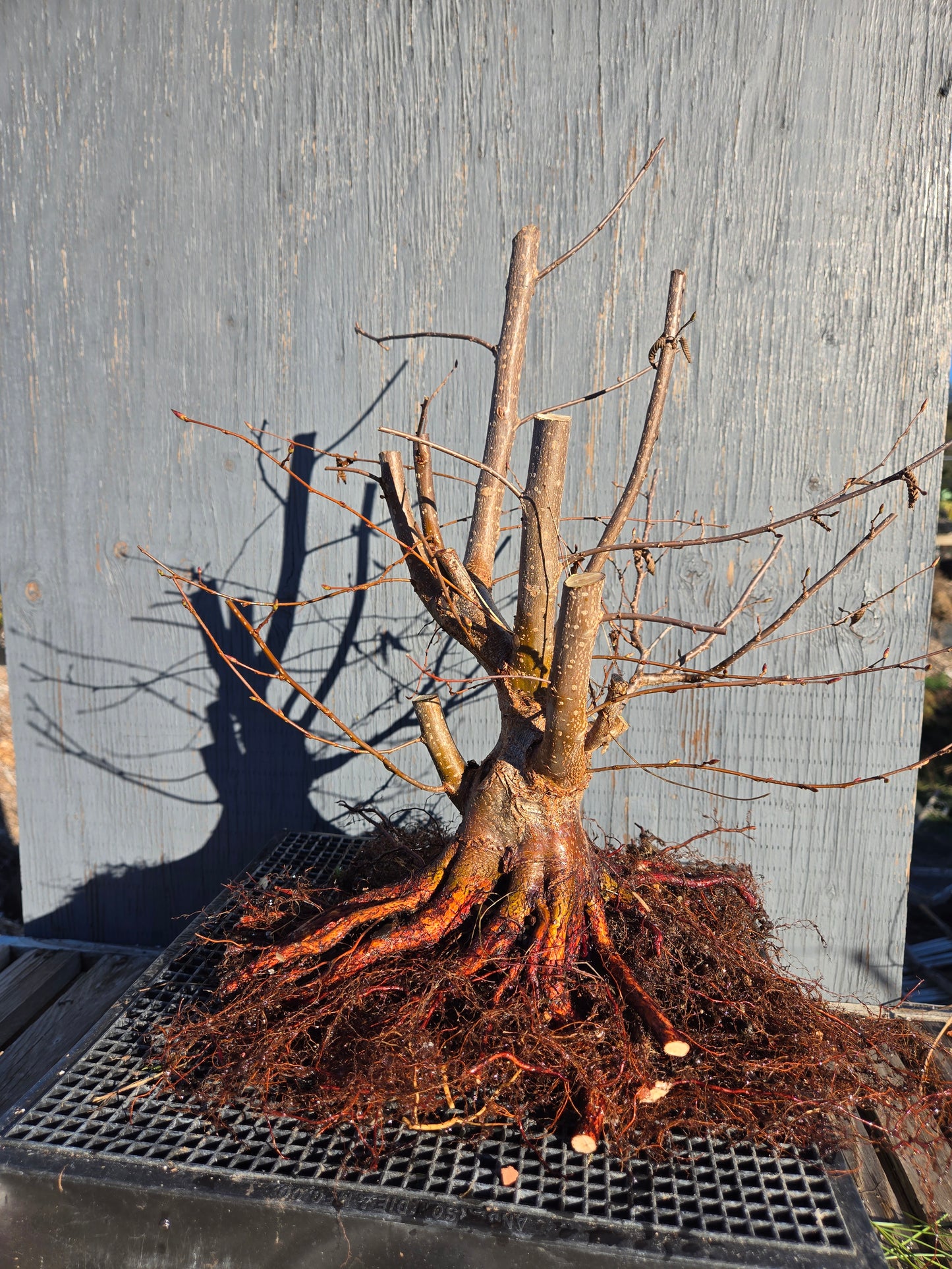 Carpinus japonica, Japanese Hornbeam, Cj W10