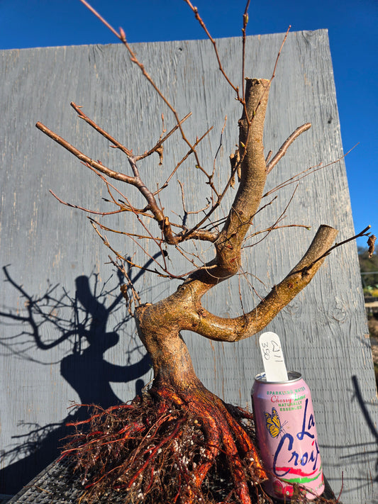 Carpinus japonica, Japanese Hornbeam, Cj W11