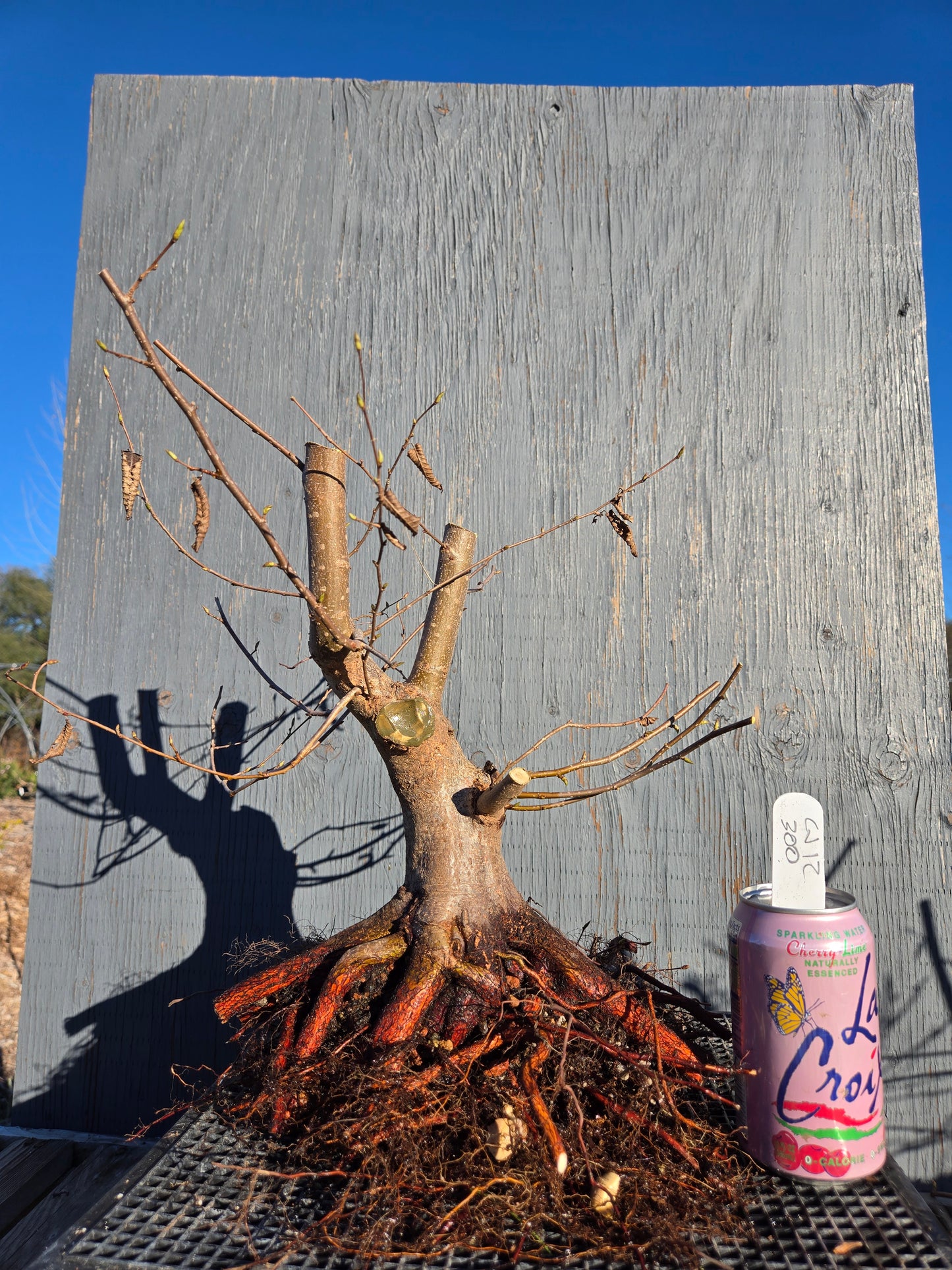 Carpinus japonica, Japanese Hornbeam, Cj W12