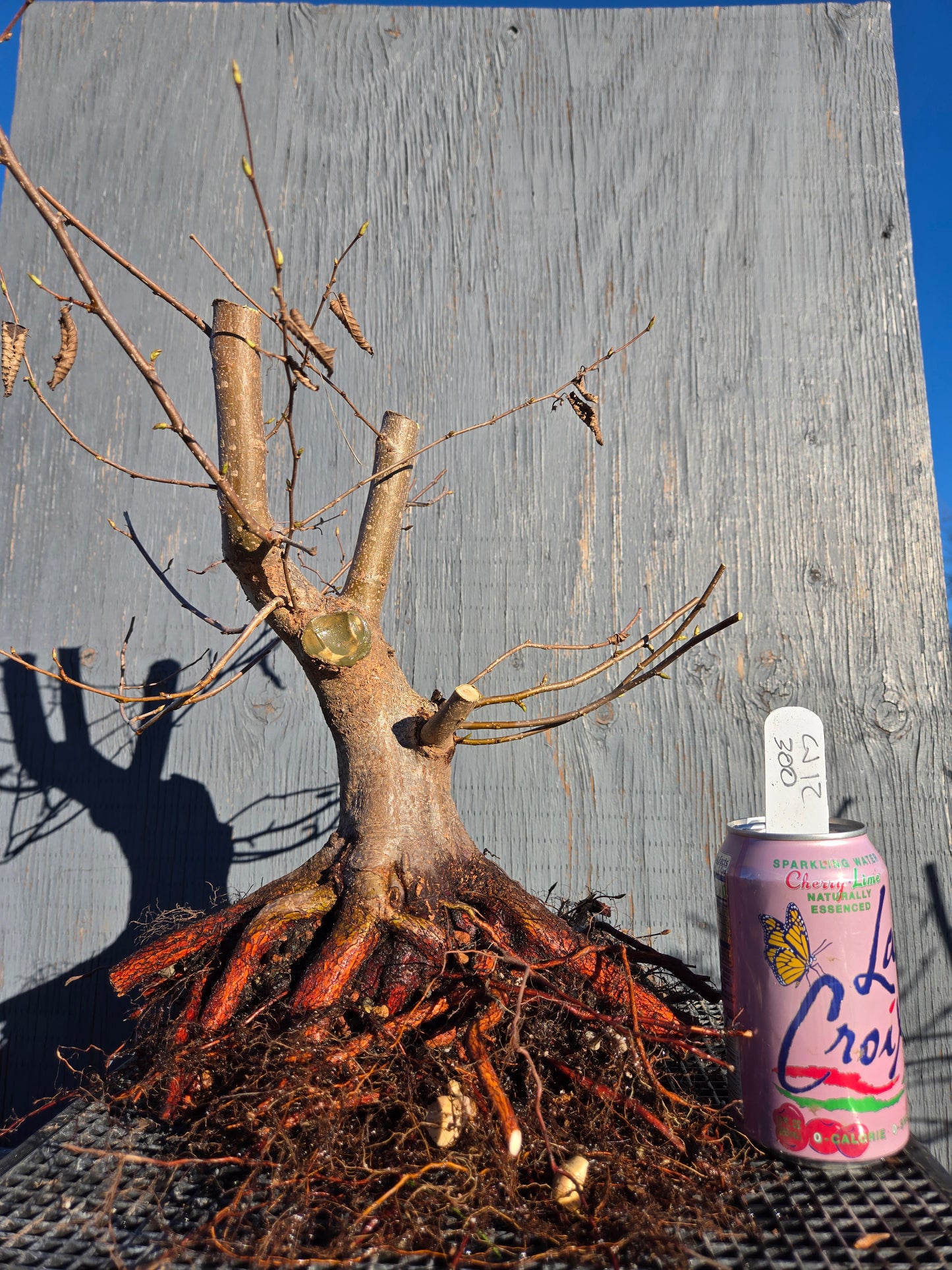 Carpinus japonica, Japanese Hornbeam, Cj W12