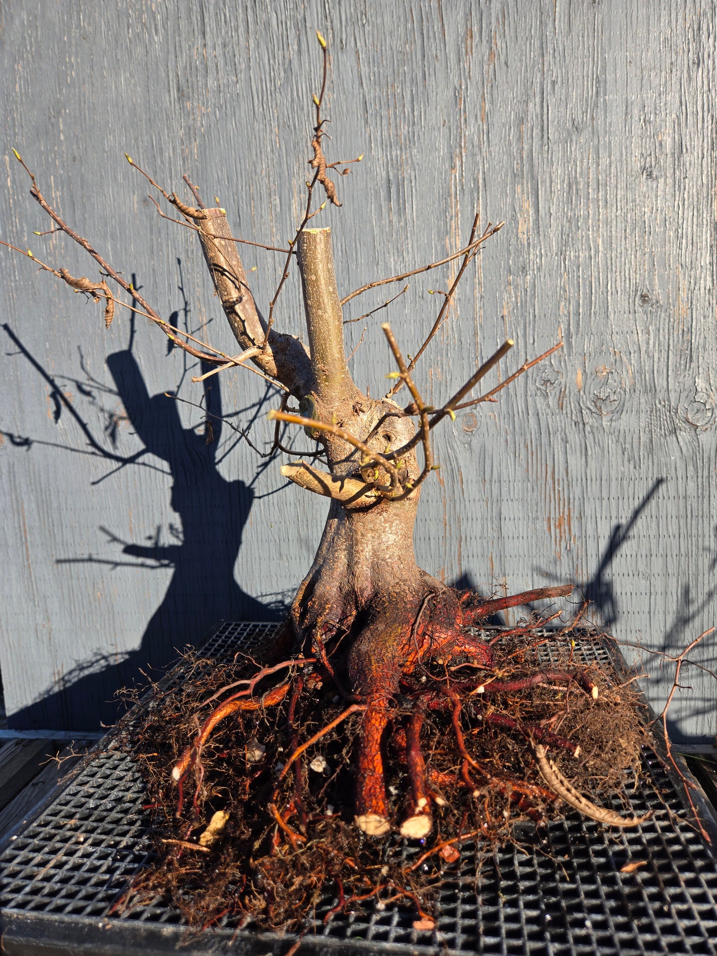 Carpinus japonica, Japanese Hornbeam, Cj W12