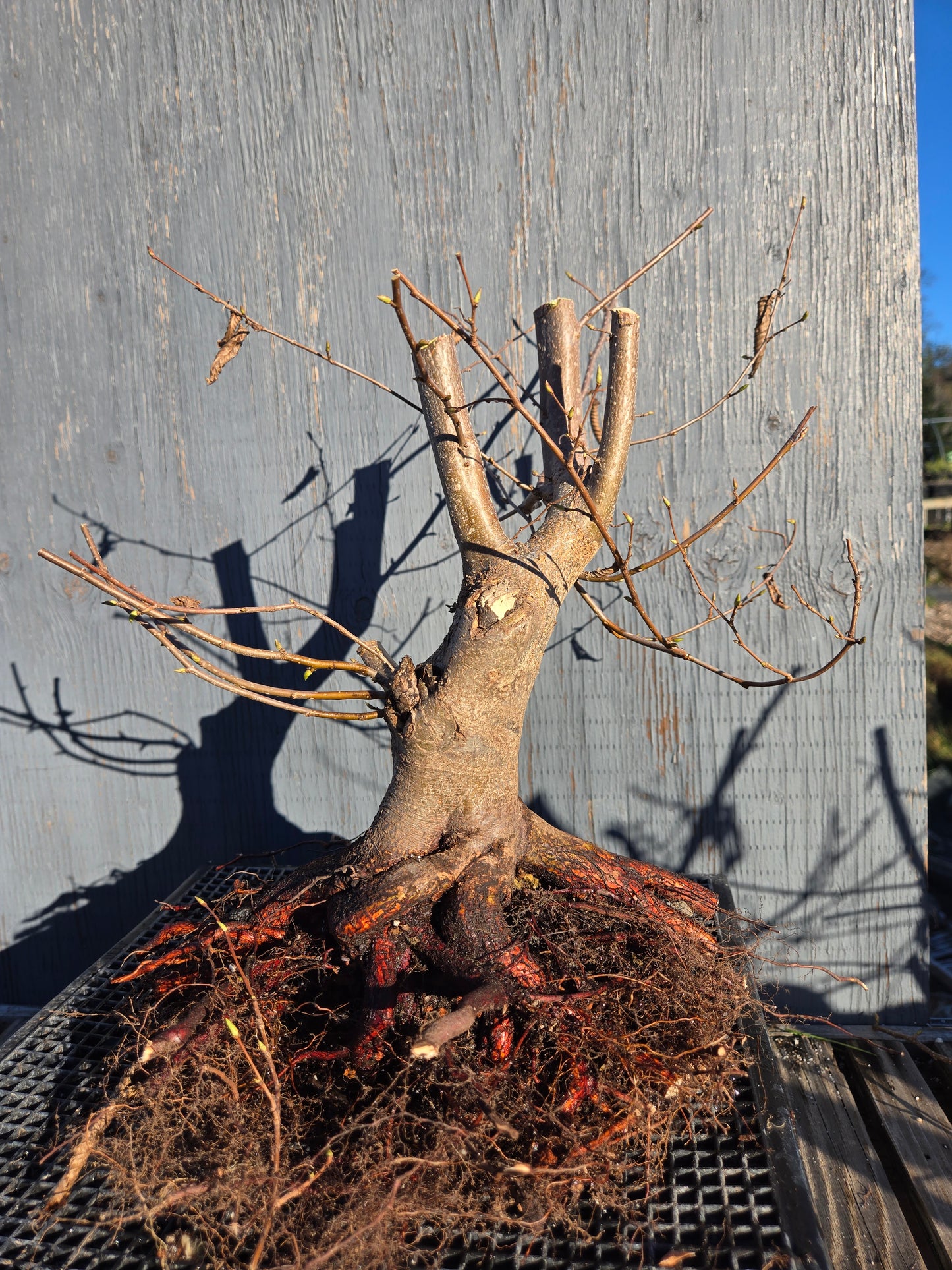 Carpinus japonica, Japanese Hornbeam, Cj W12