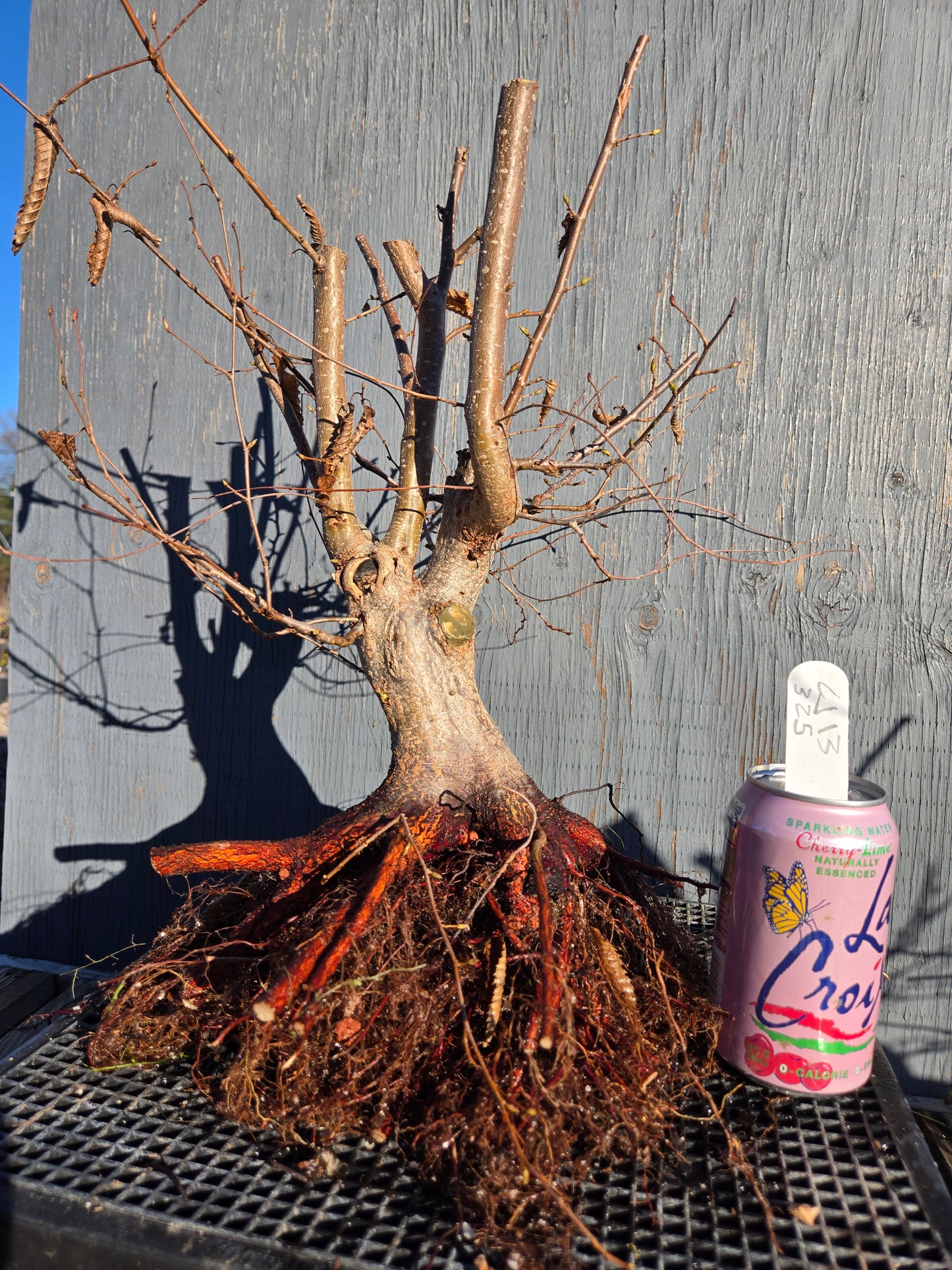 Carpinus japonica, Japanese Hornbeam, Cj W13