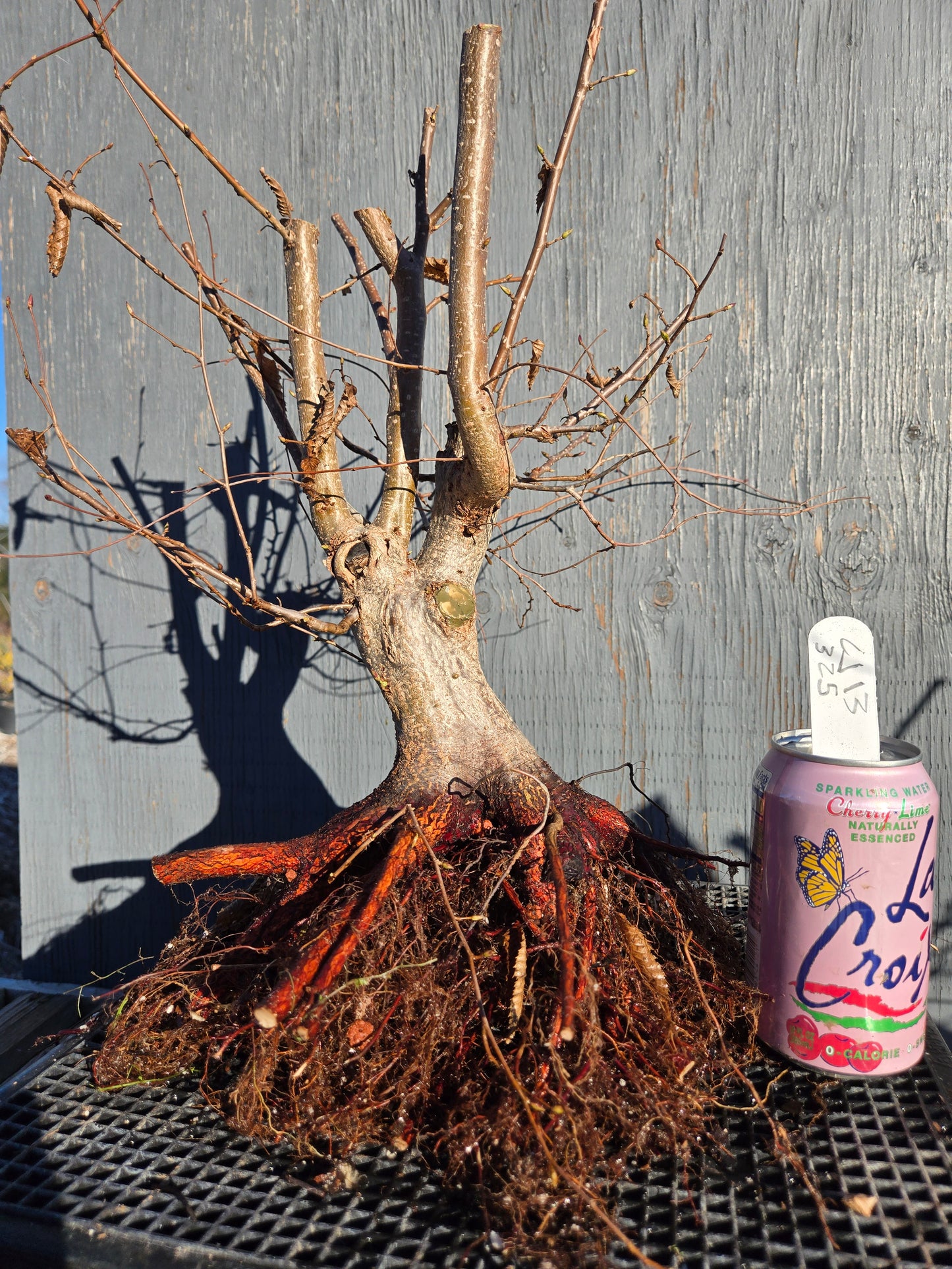 Carpinus japonica, Japanese Hornbeam, Cj W13