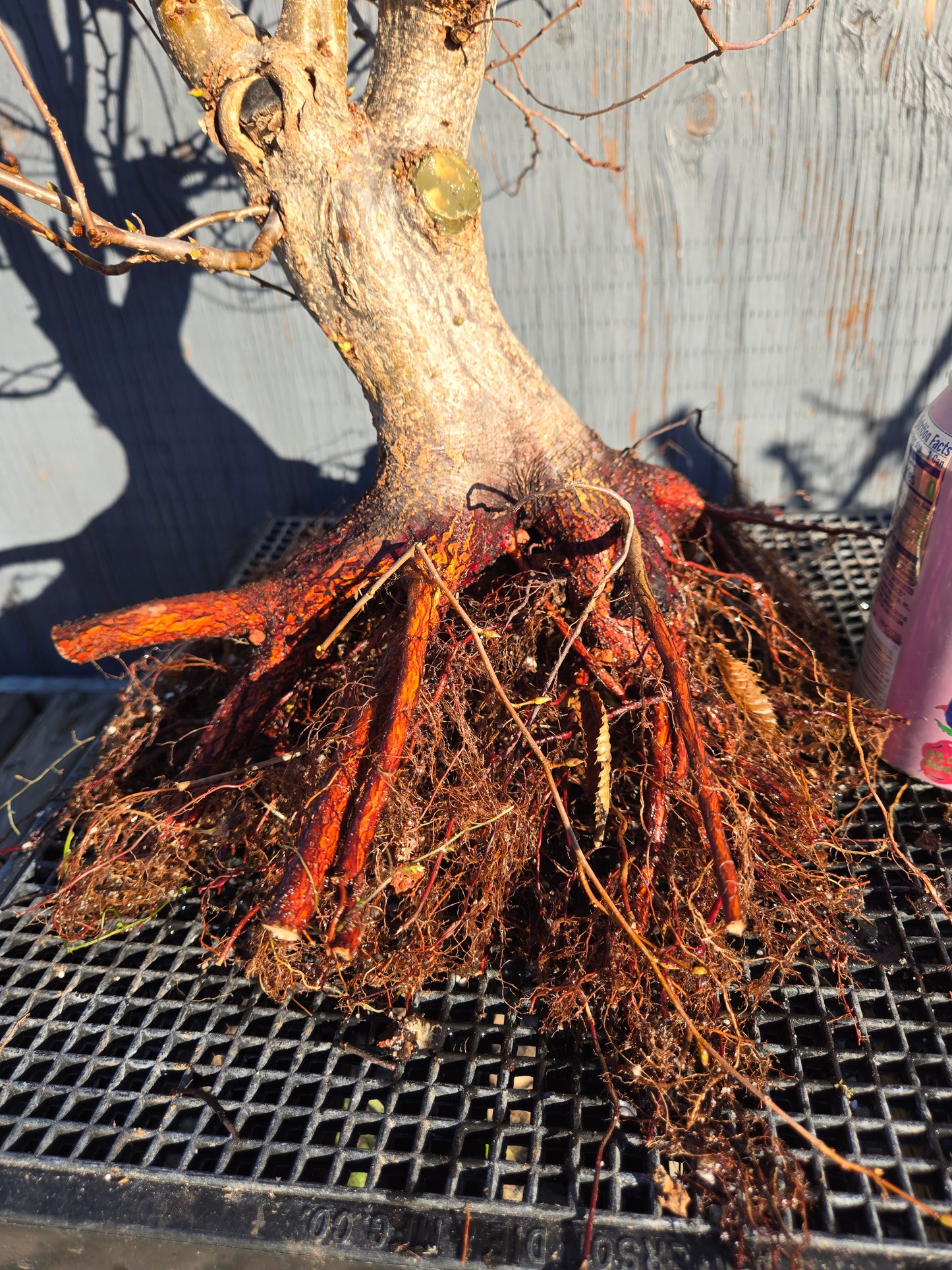 Carpinus japonica, Japanese Hornbeam, Cj W13