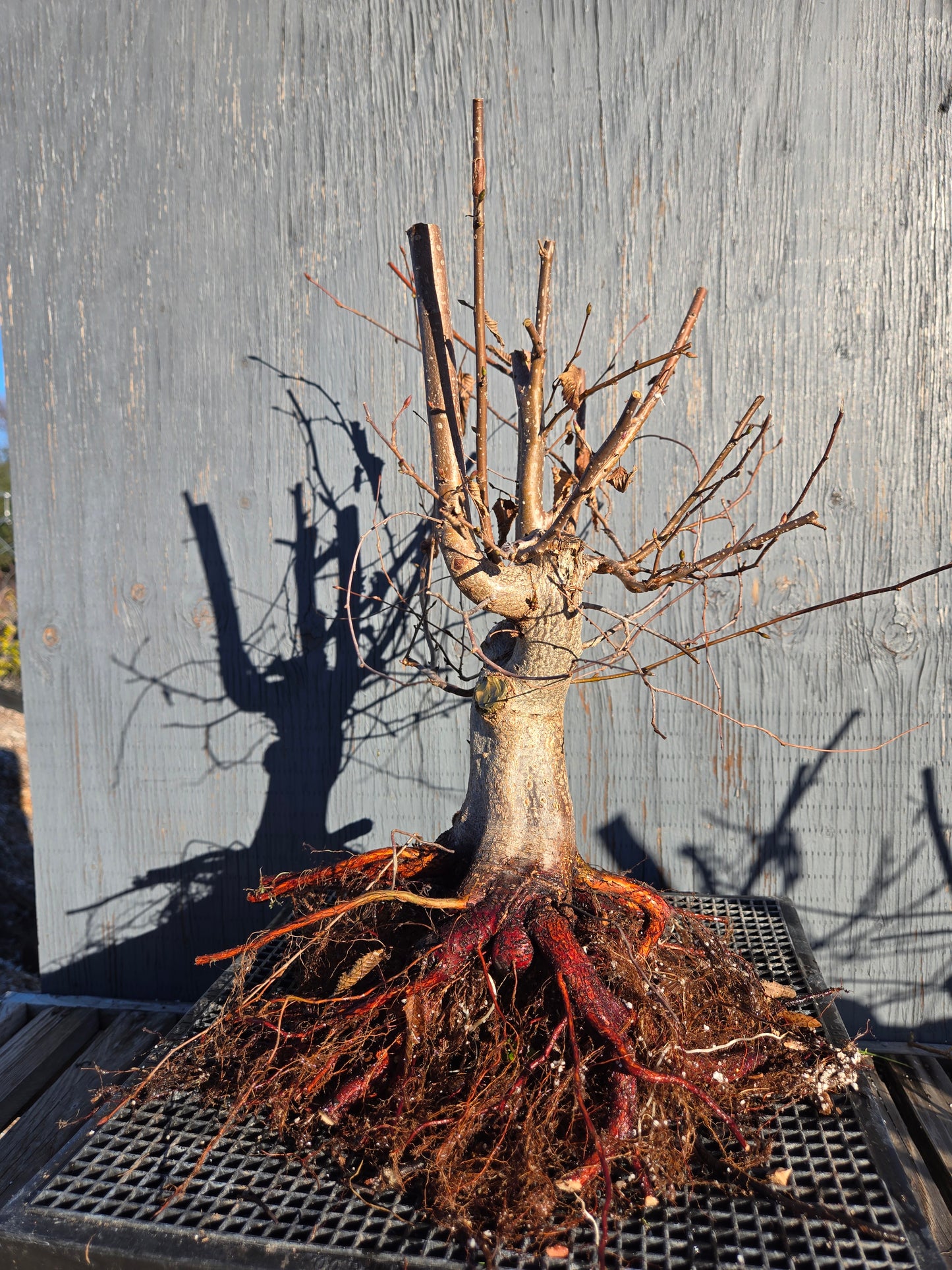 Carpinus japonica, Japanese Hornbeam, Cj W13