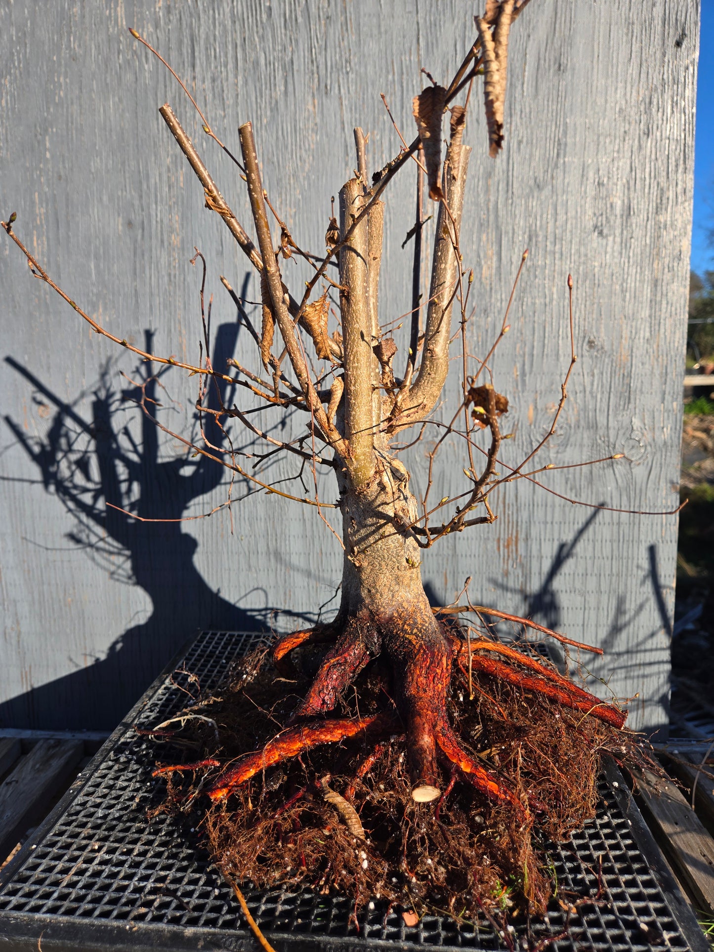 Carpinus japonica, Japanese Hornbeam, Cj W13