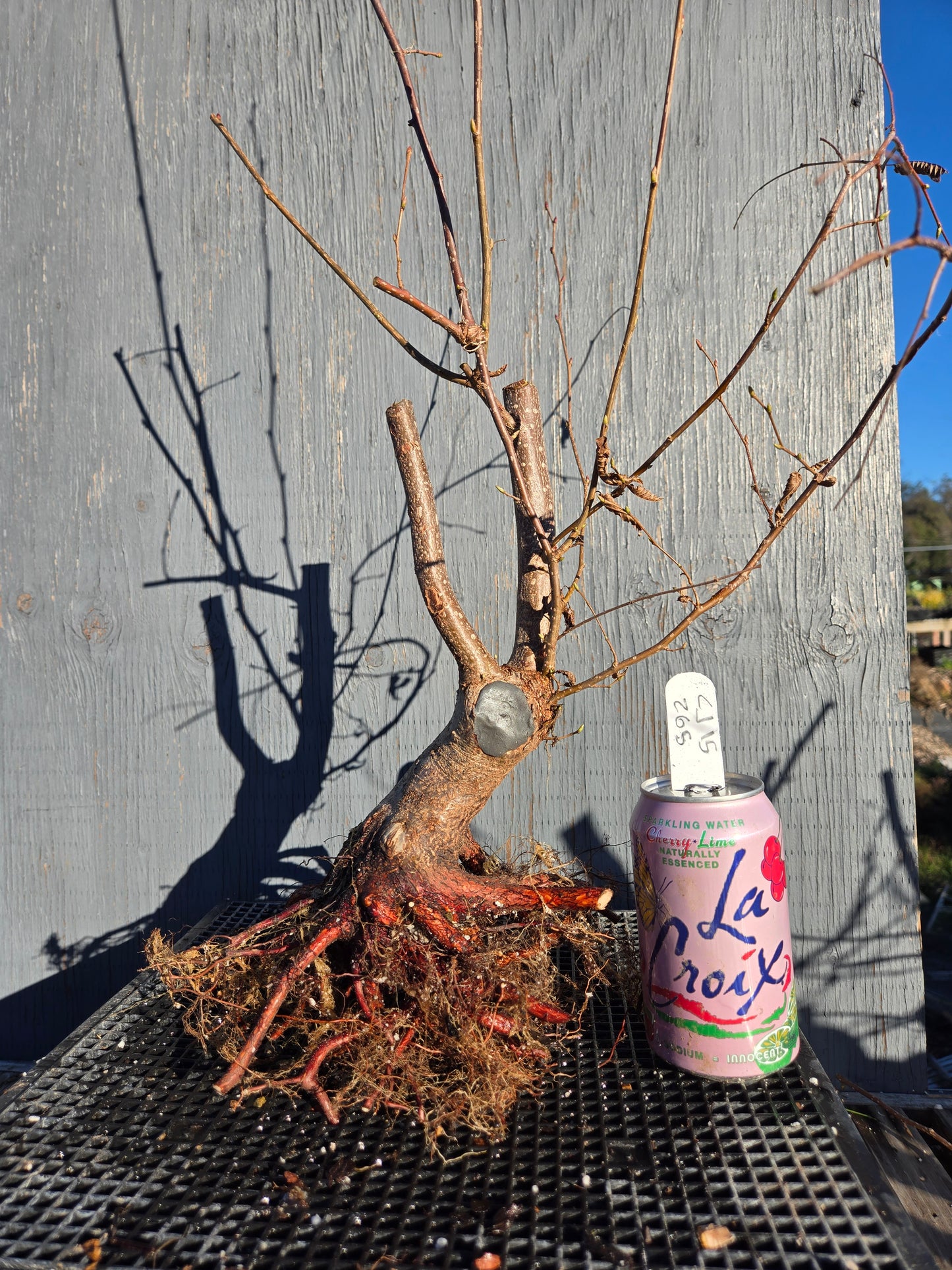 Carpinus japonica, Japanese Hornbeam, Cj W15