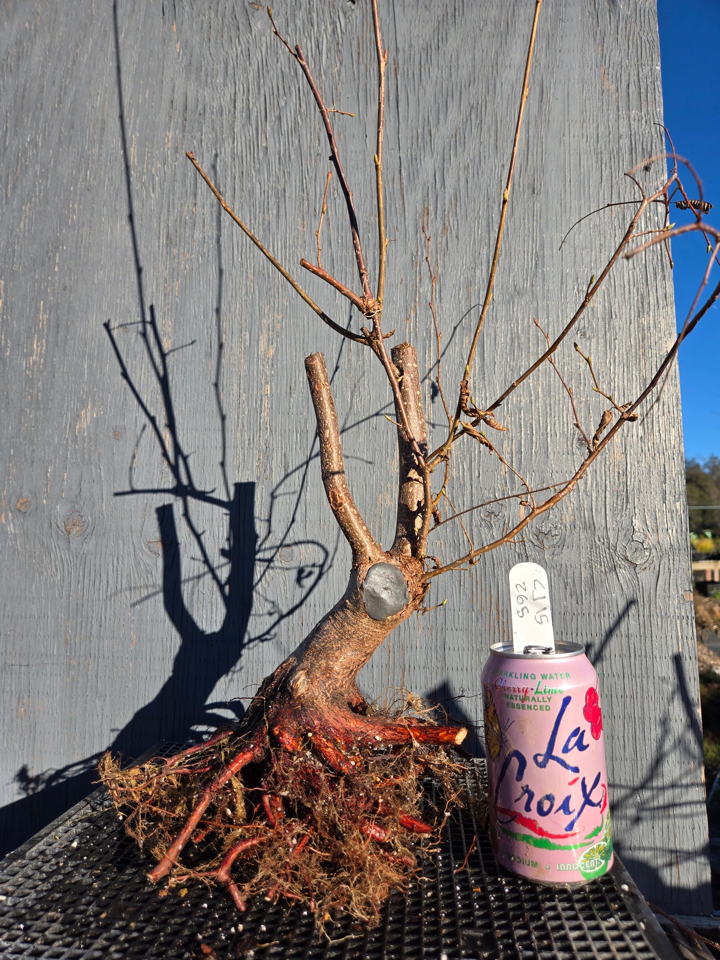 Carpinus japonica, Japanese Hornbeam, Cj W15