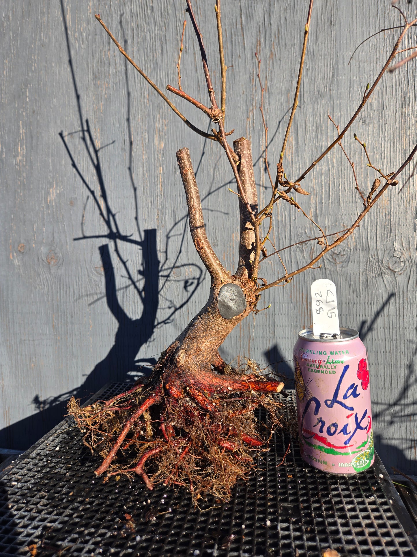 Carpinus japonica, Japanese Hornbeam, Cj W15