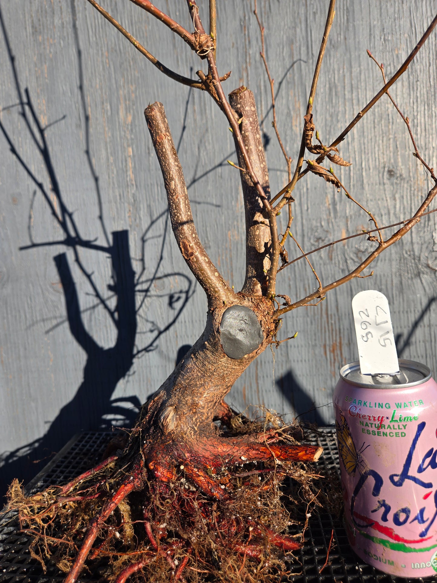 Carpinus japonica, Japanese Hornbeam, Cj W15