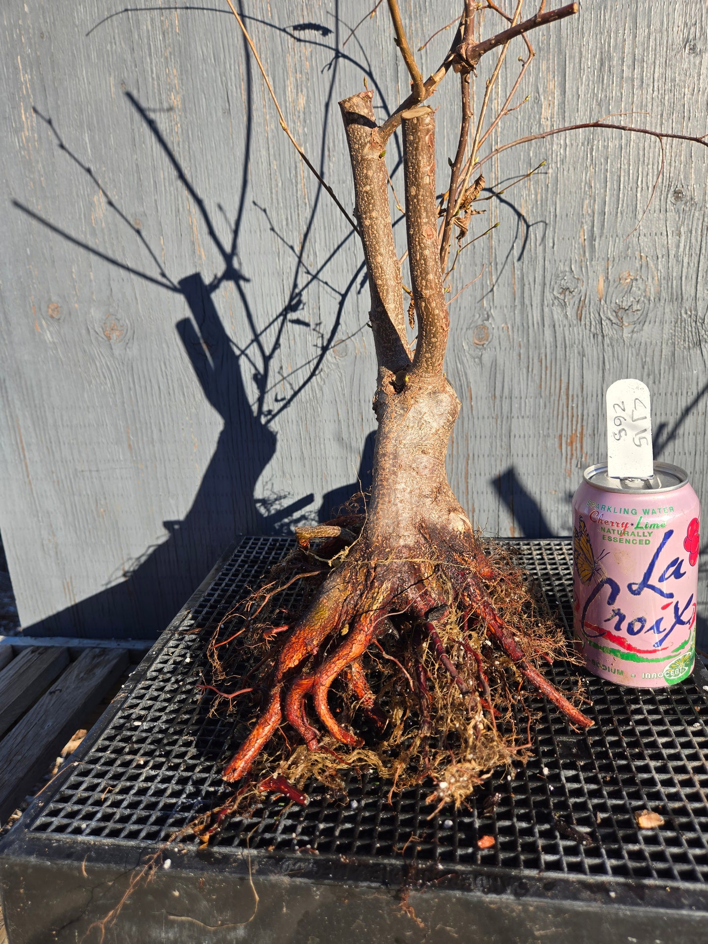 Carpinus japonica, Japanese Hornbeam, Cj W15