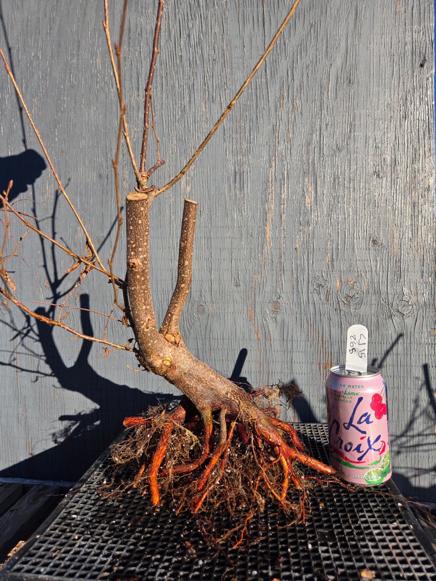 Carpinus japonica, Japanese Hornbeam, Cj W15