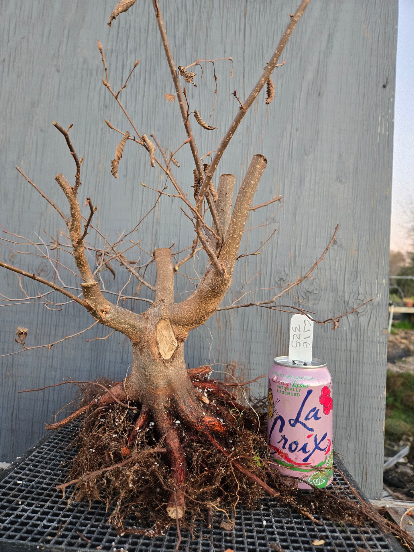 Carpinus japonica, Japanese Hornbeam, Cj W16