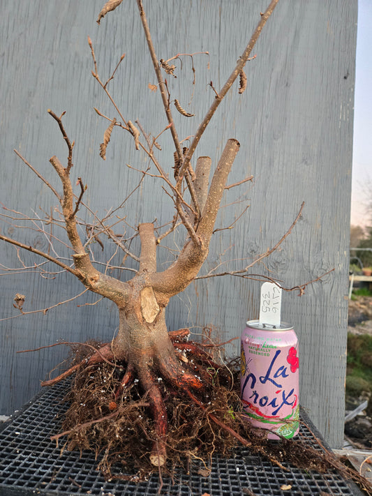 Carpinus japonica, Japanese Hornbeam, Cj W16