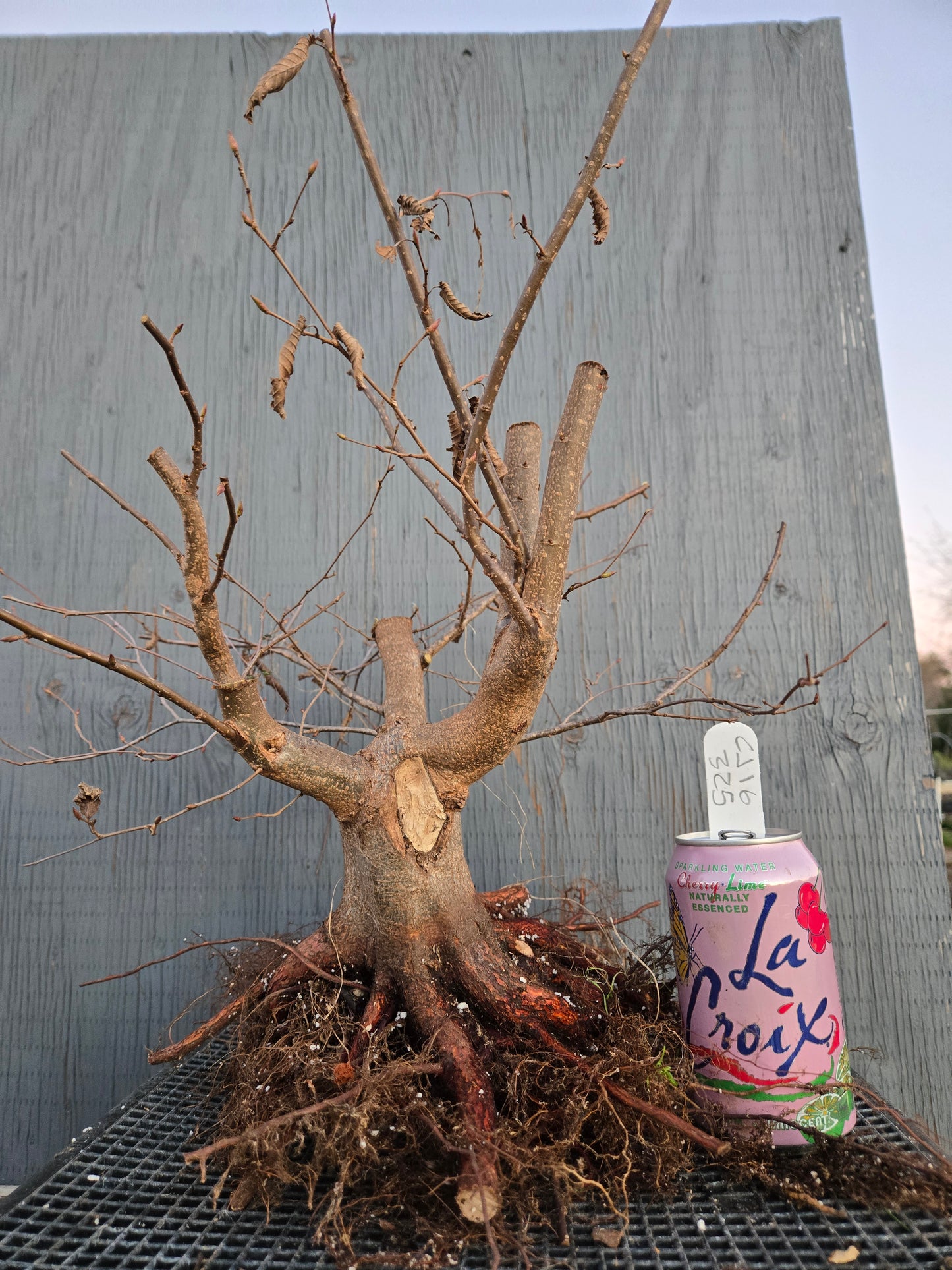 Carpinus japonica, Japanese Hornbeam, Cj W16