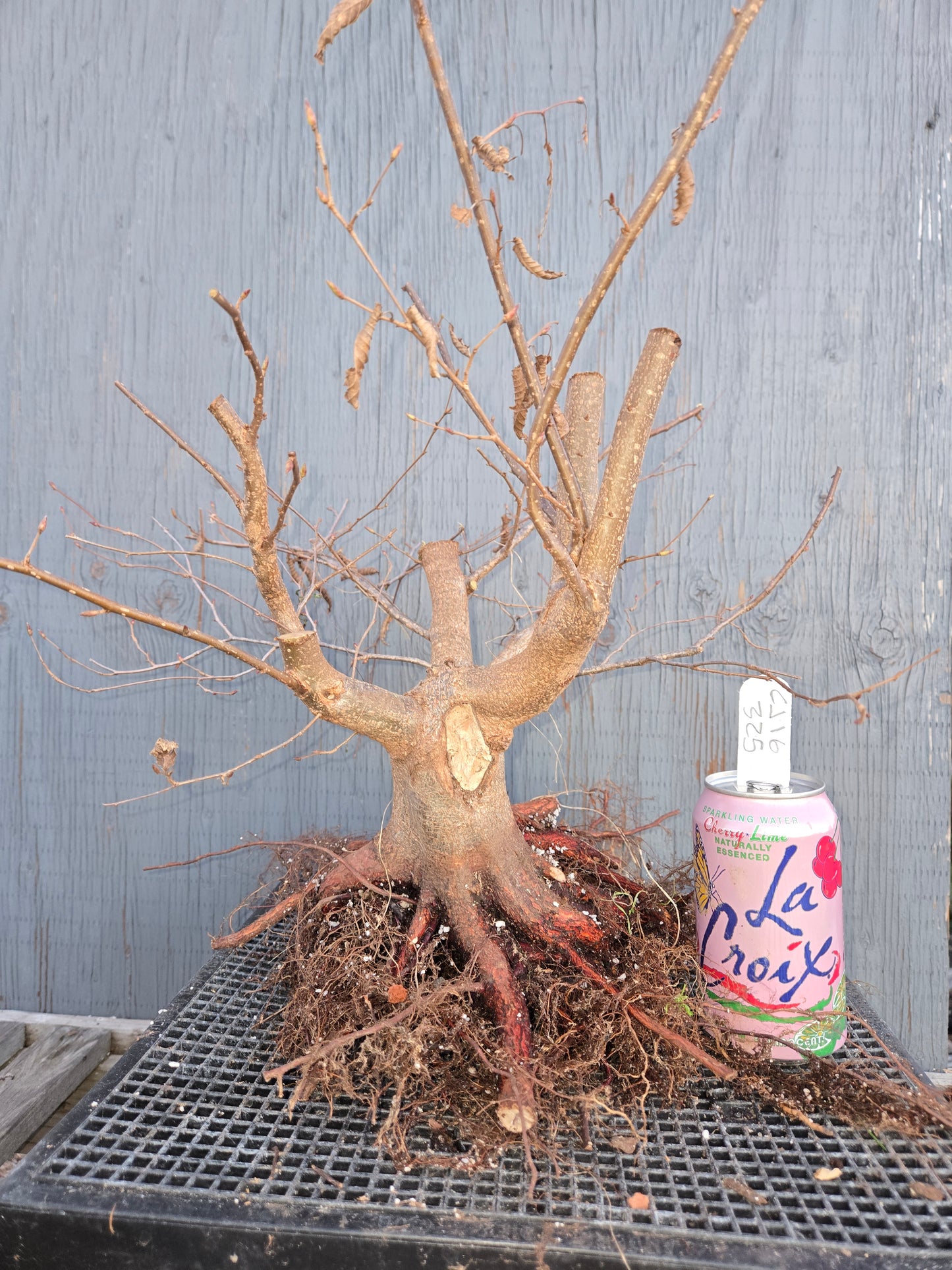 Carpinus japonica, Japanese Hornbeam, Cj W16