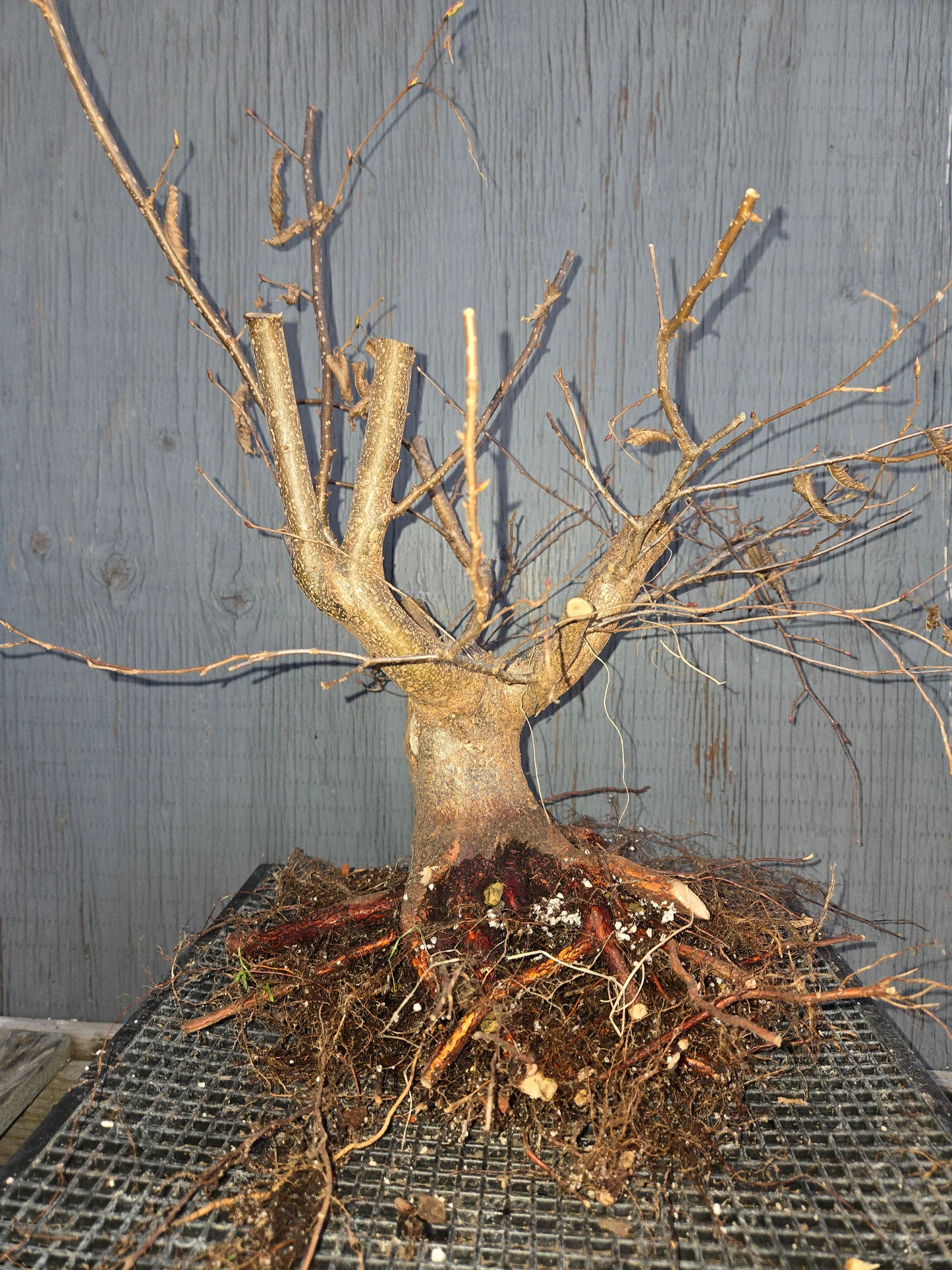 Carpinus japonica, Japanese Hornbeam, Cj W16