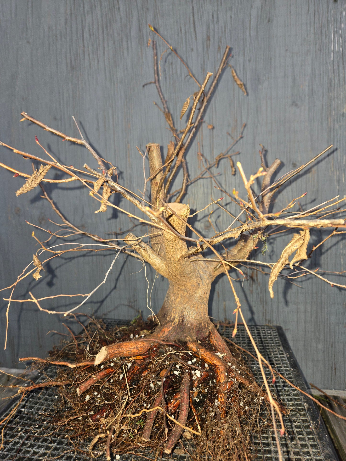 Carpinus japonica, Japanese Hornbeam, Cj W16