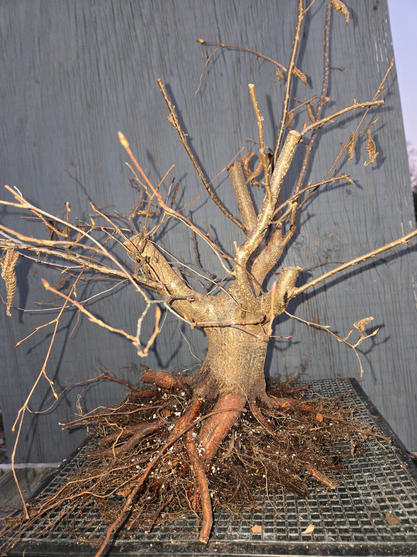 Carpinus japonica, Japanese Hornbeam, Cj W16