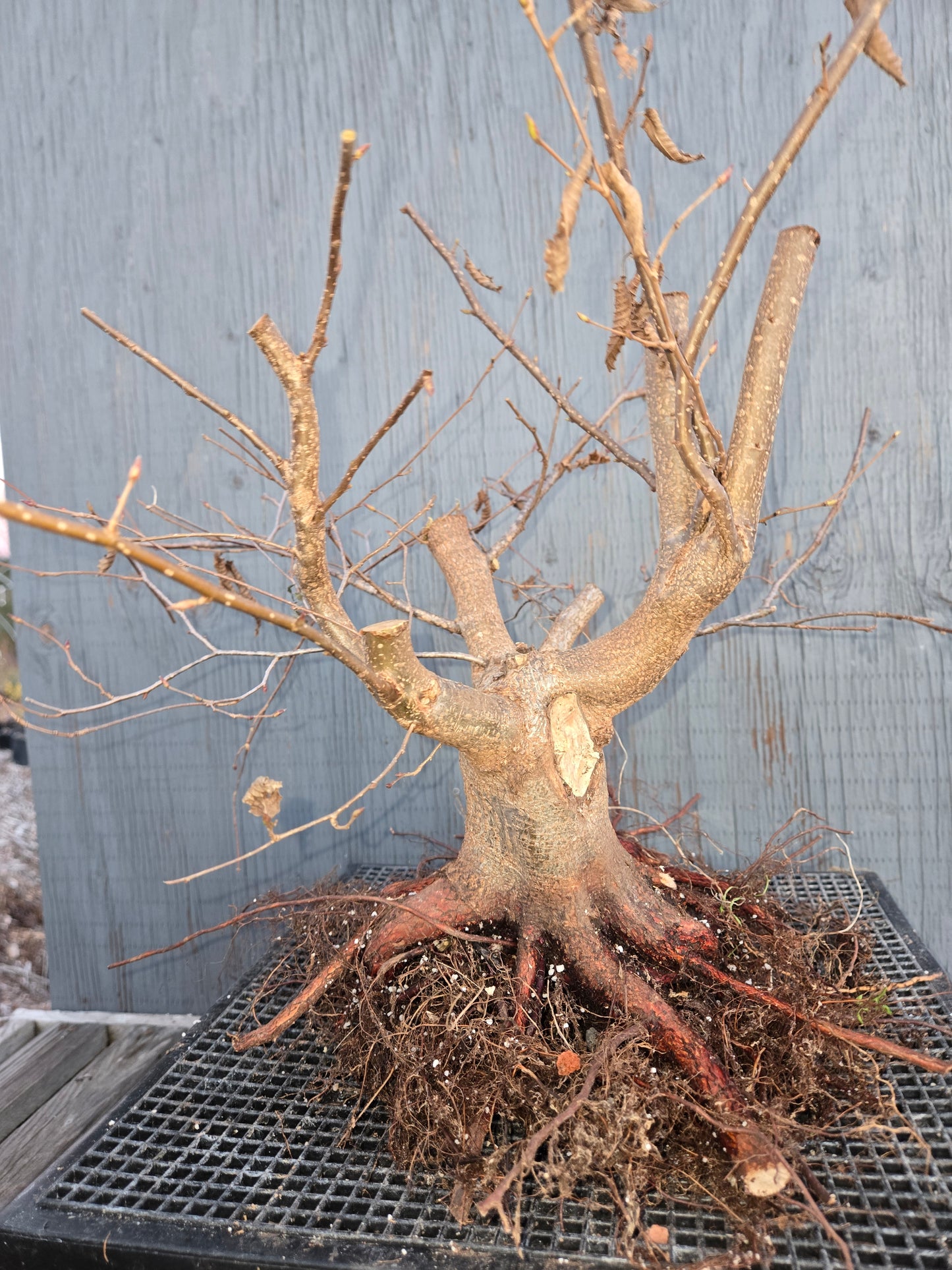 Carpinus japonica, Japanese Hornbeam, Cj W16