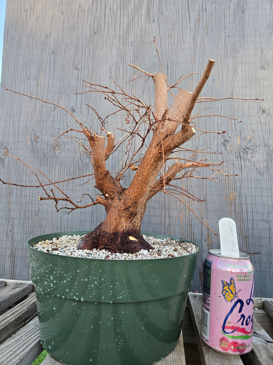 Carpinus coreana, Korean Hornbeam, Ccor sp1