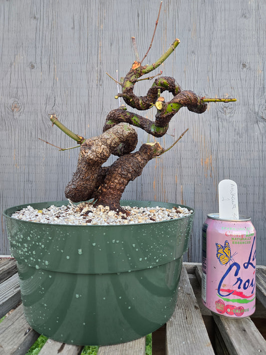 Field Grown  Cork Bark Japanese Maple, Acer palmatum 'Arakawa'