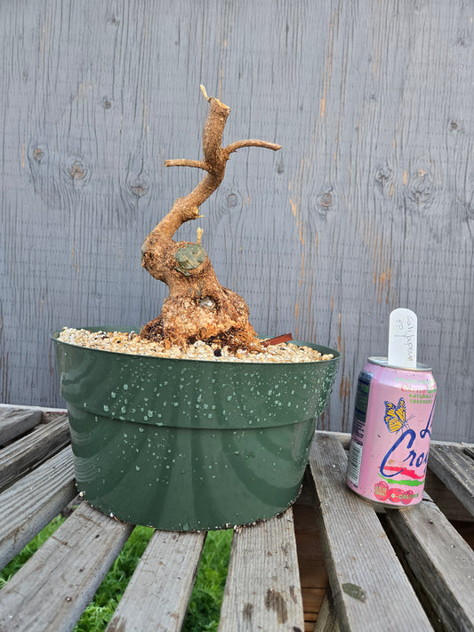 Beauty Berry, Callicarpa japponica, CalliJ sp1