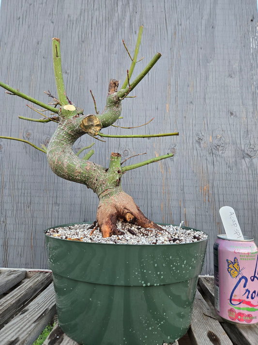 Snake Bark Maple, Acer capillipes, Acap sp1