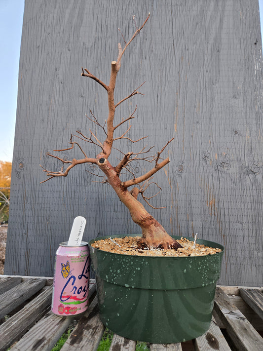 Stewartia Monadelpha, Tall Stewartia, Smon sp1