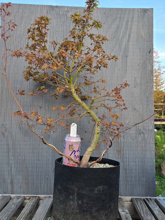 Field Grown Dwarf Japanese Maple, Acer palmatum. Apd sp1
