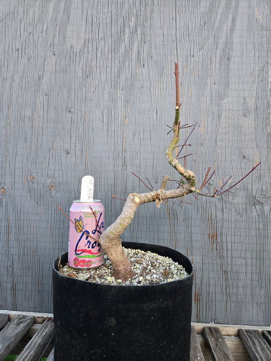 Field Grown Japanese Maple, Acer palmatum. Ap sp1