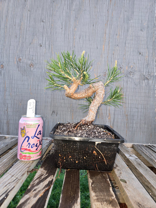 Japanese Black Pine 'Mikawa' JBP14 (Copy)