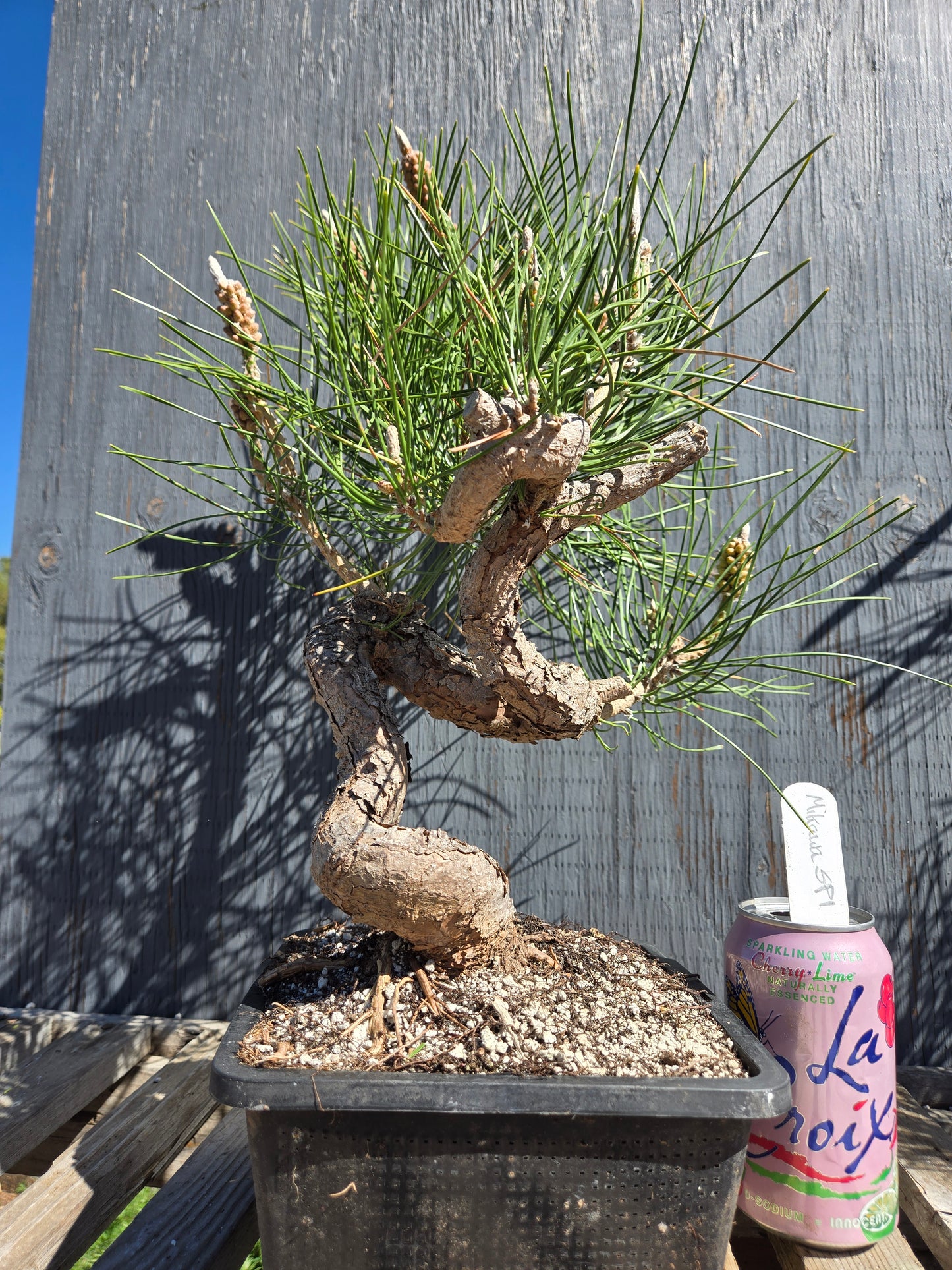 Japanese Black Pine 'Mikawa' JBP