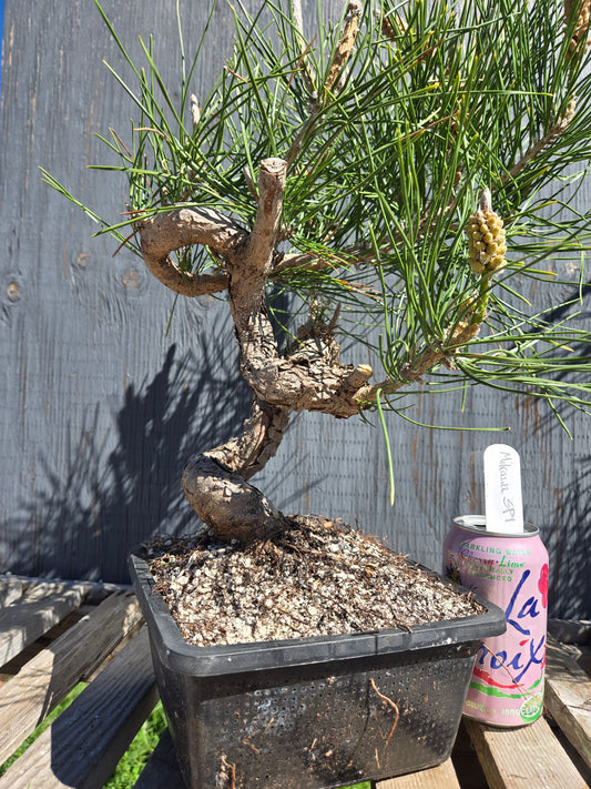 Japanese Black Pine 'Mikawa' JBP