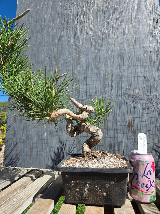 Japanese Black Pine 'Mikawa' JBP sp2