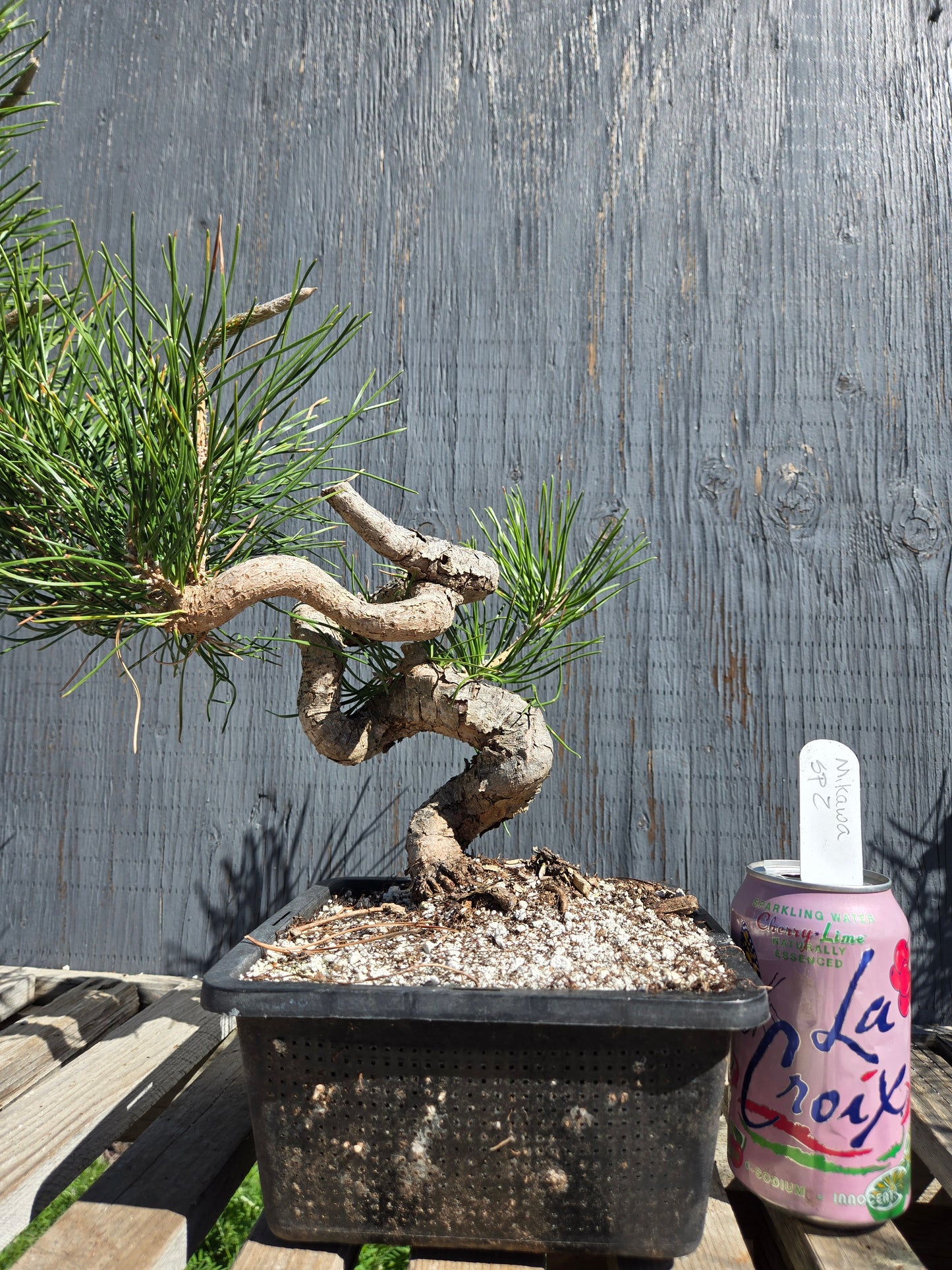 Japanese Black Pine 'Mikawa' JBP sp2