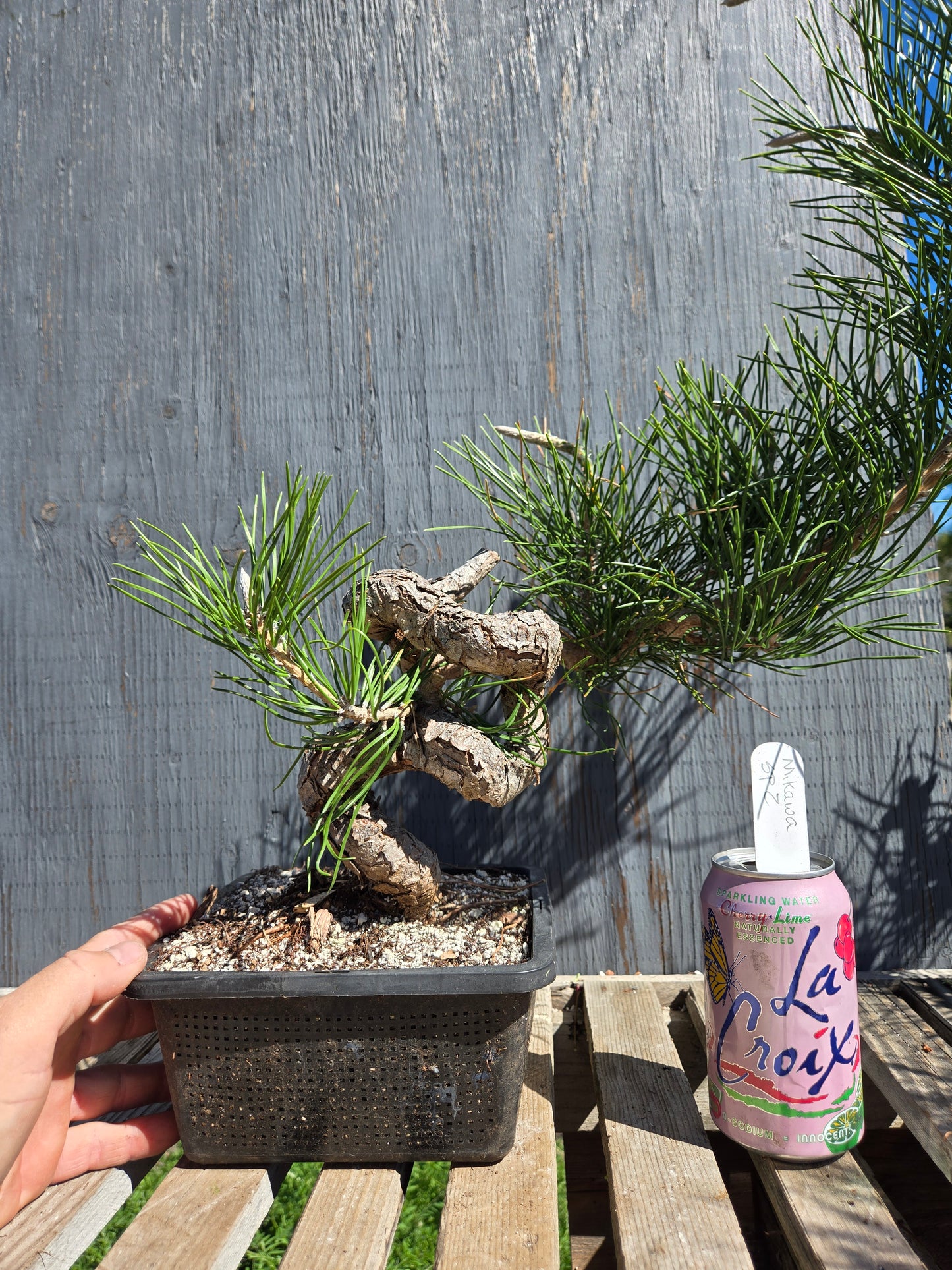 Japanese Black Pine 'Mikawa' JBP sp2