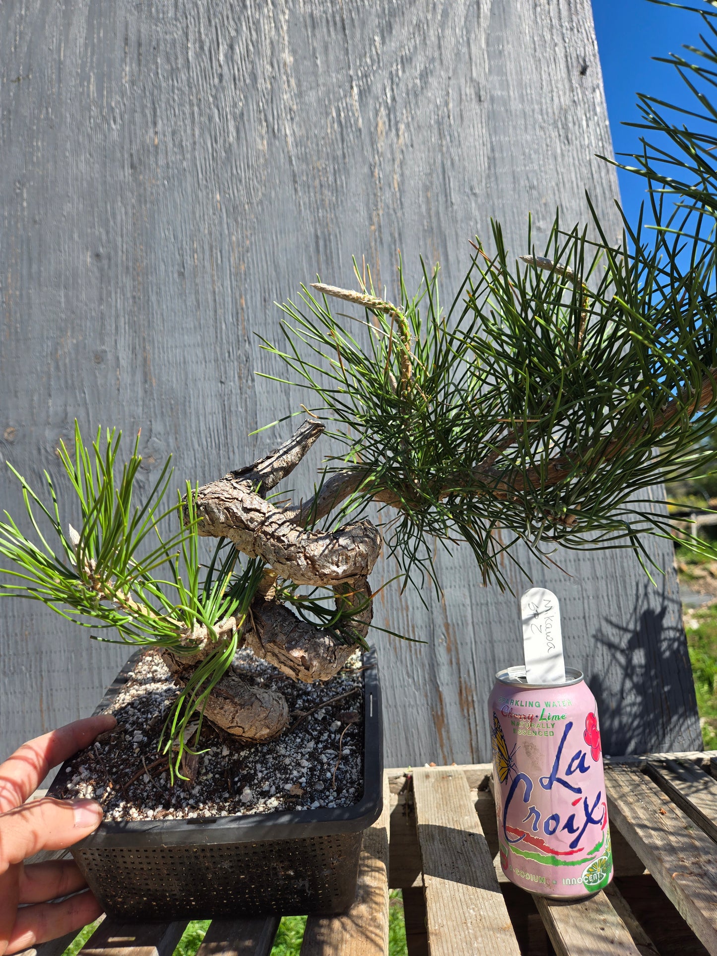 Japanese Black Pine 'Mikawa' JBP sp2