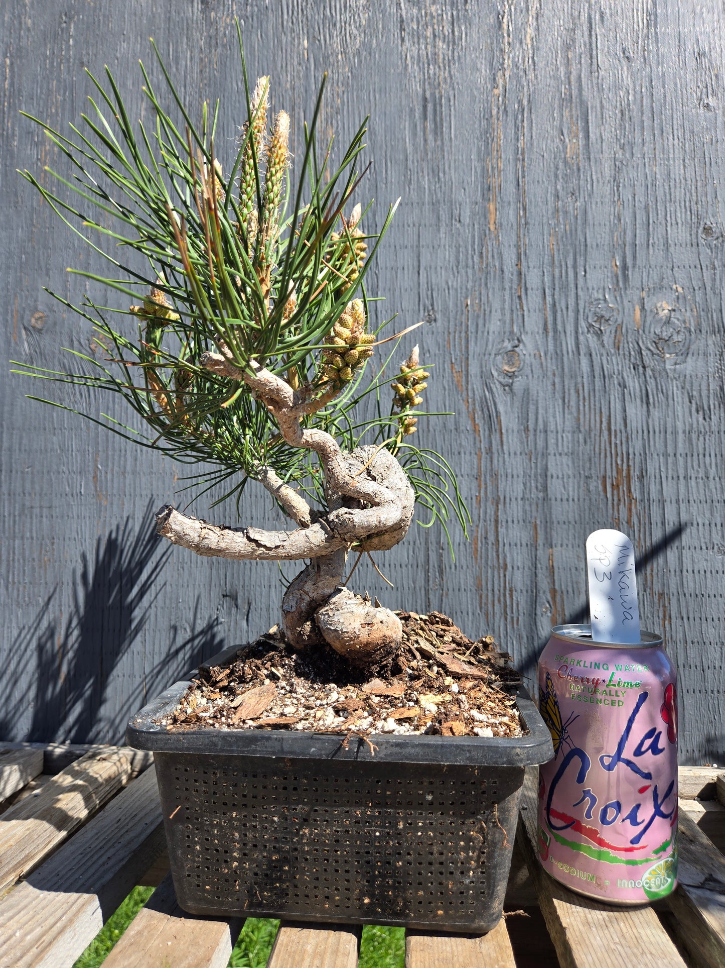 Japanese Black Pine 'Mikawa' JBP sp3