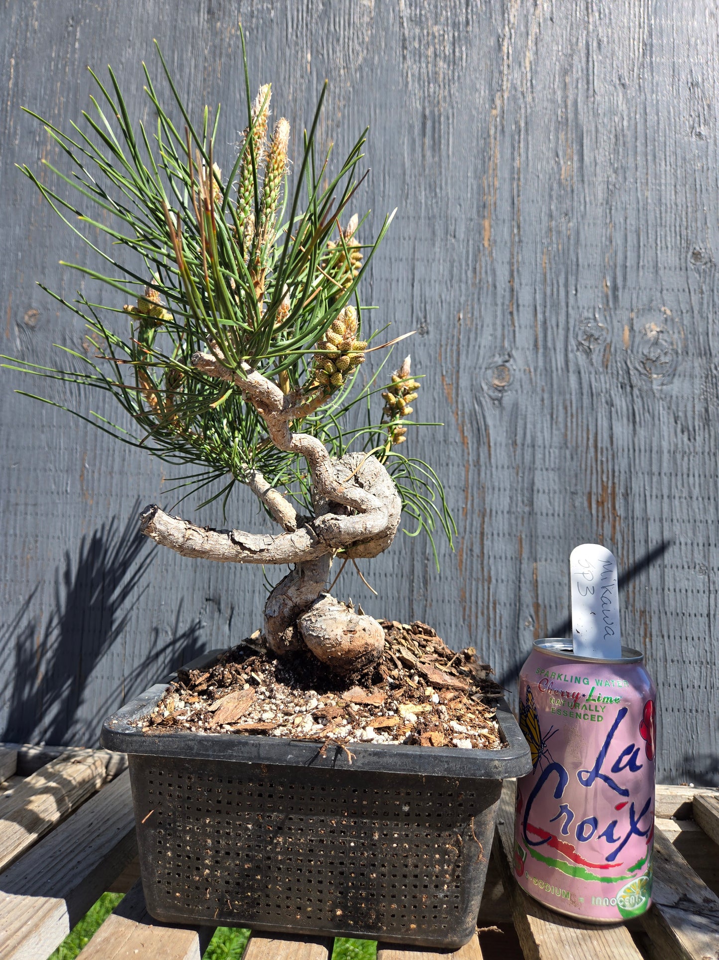 Japanese Black Pine 'Mikawa' JBP sp3