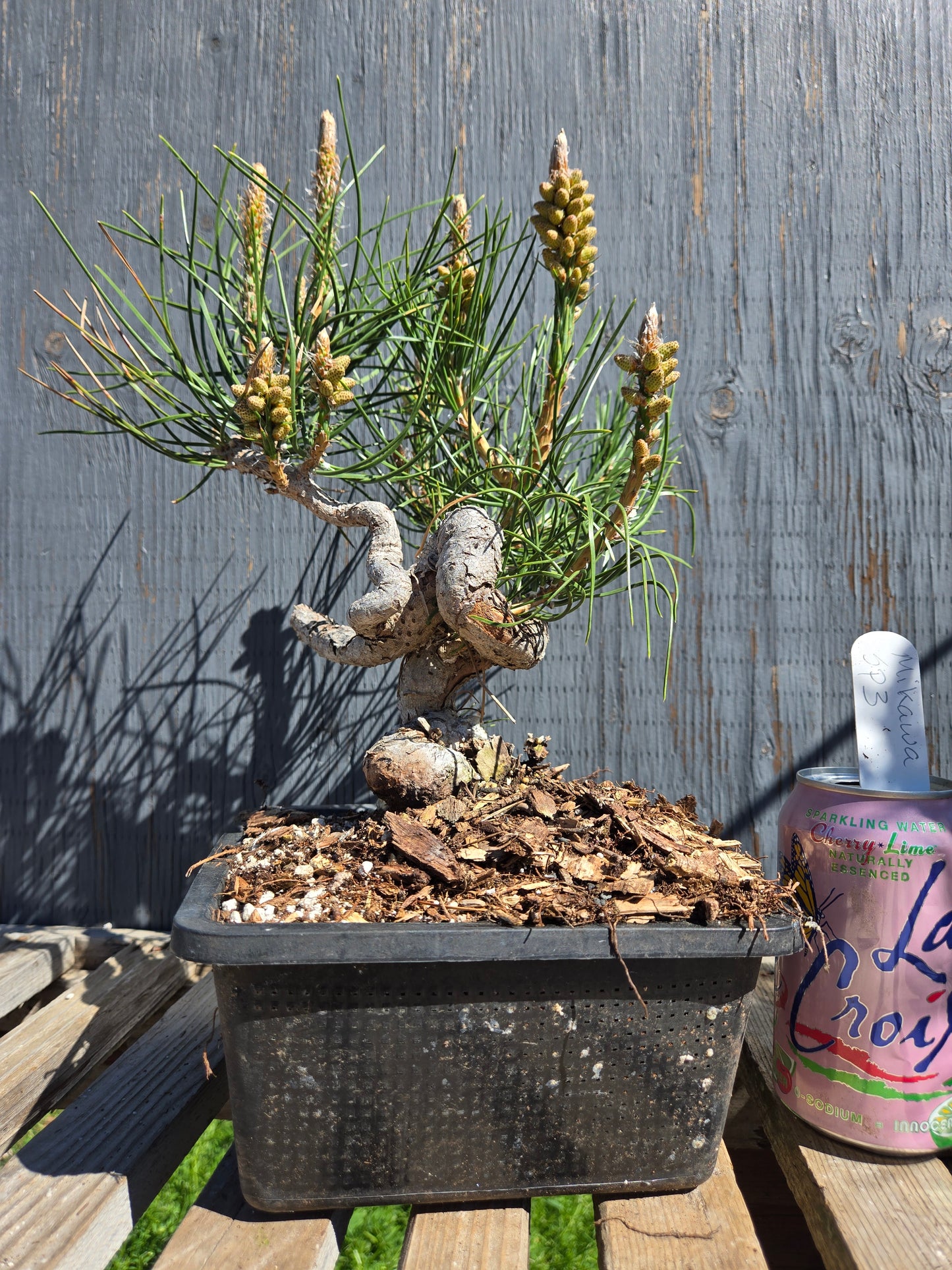 Japanese Black Pine 'Mikawa' JBP sp3
