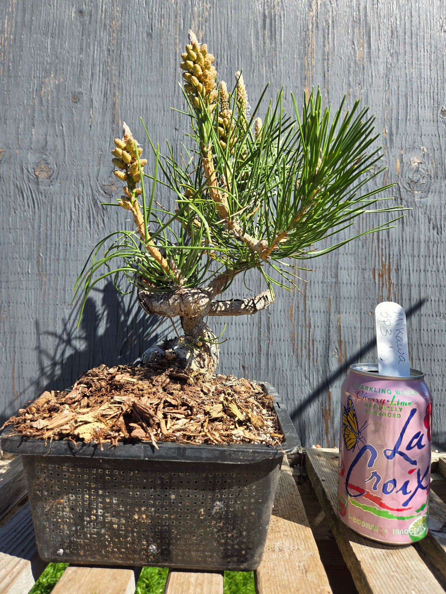 Japanese Black Pine 'Mikawa' JBP sp3