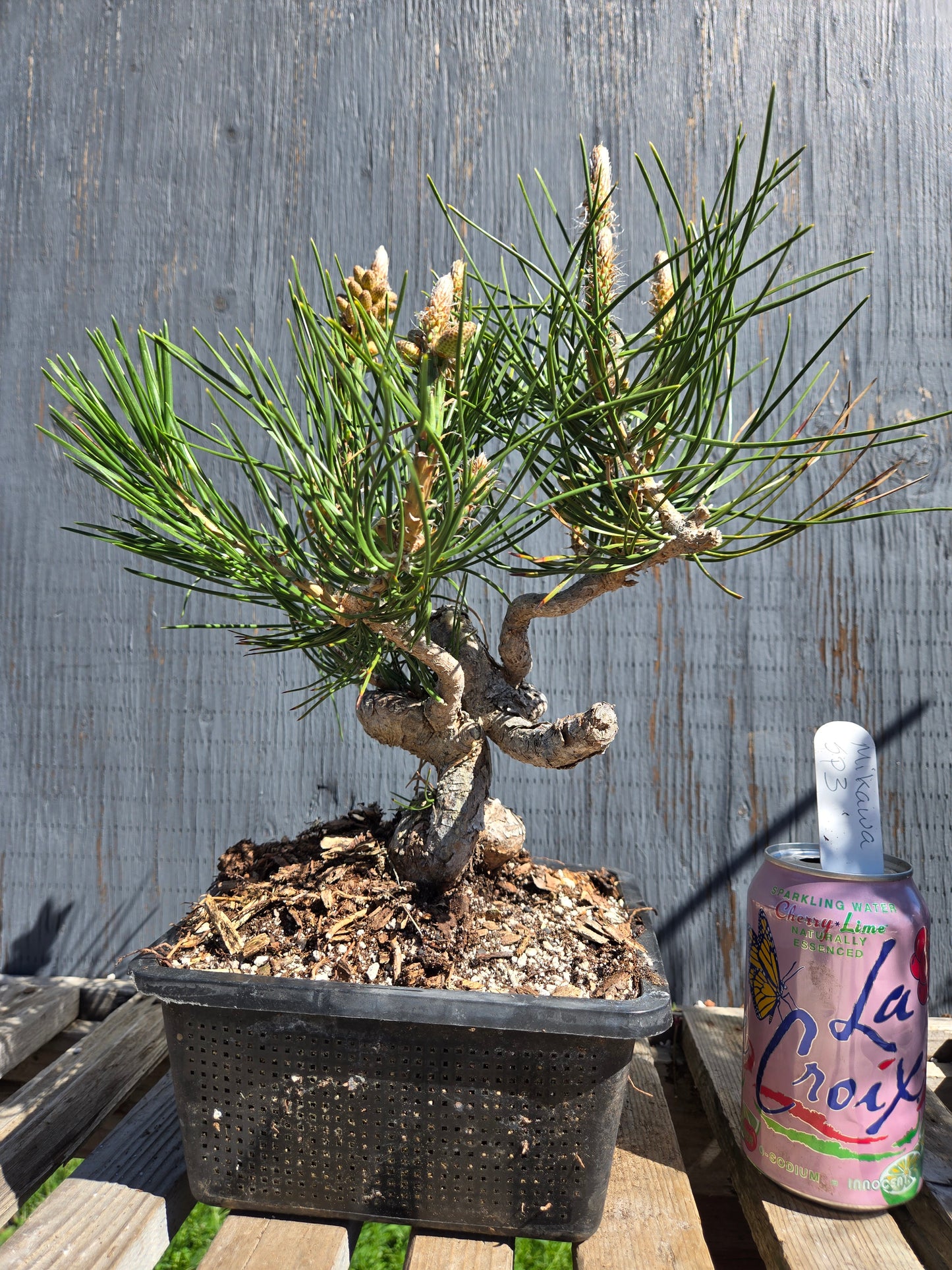 Japanese Black Pine 'Mikawa' JBP sp3