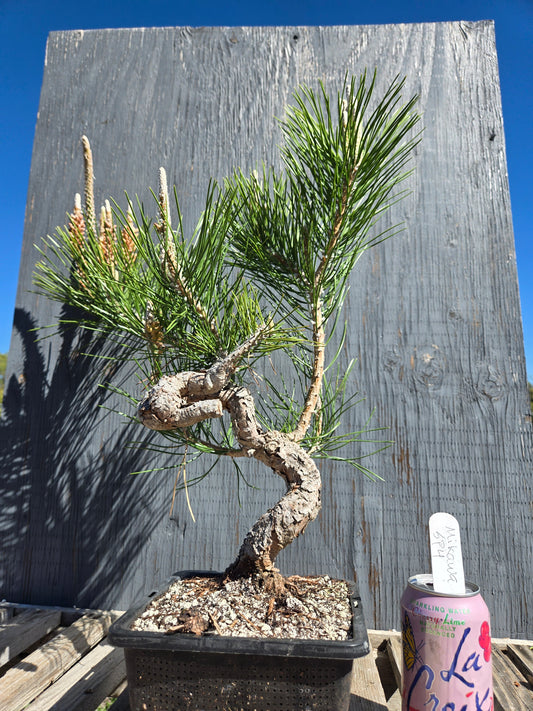 Japanese Black Pine 'Mikawa' JBP sp4