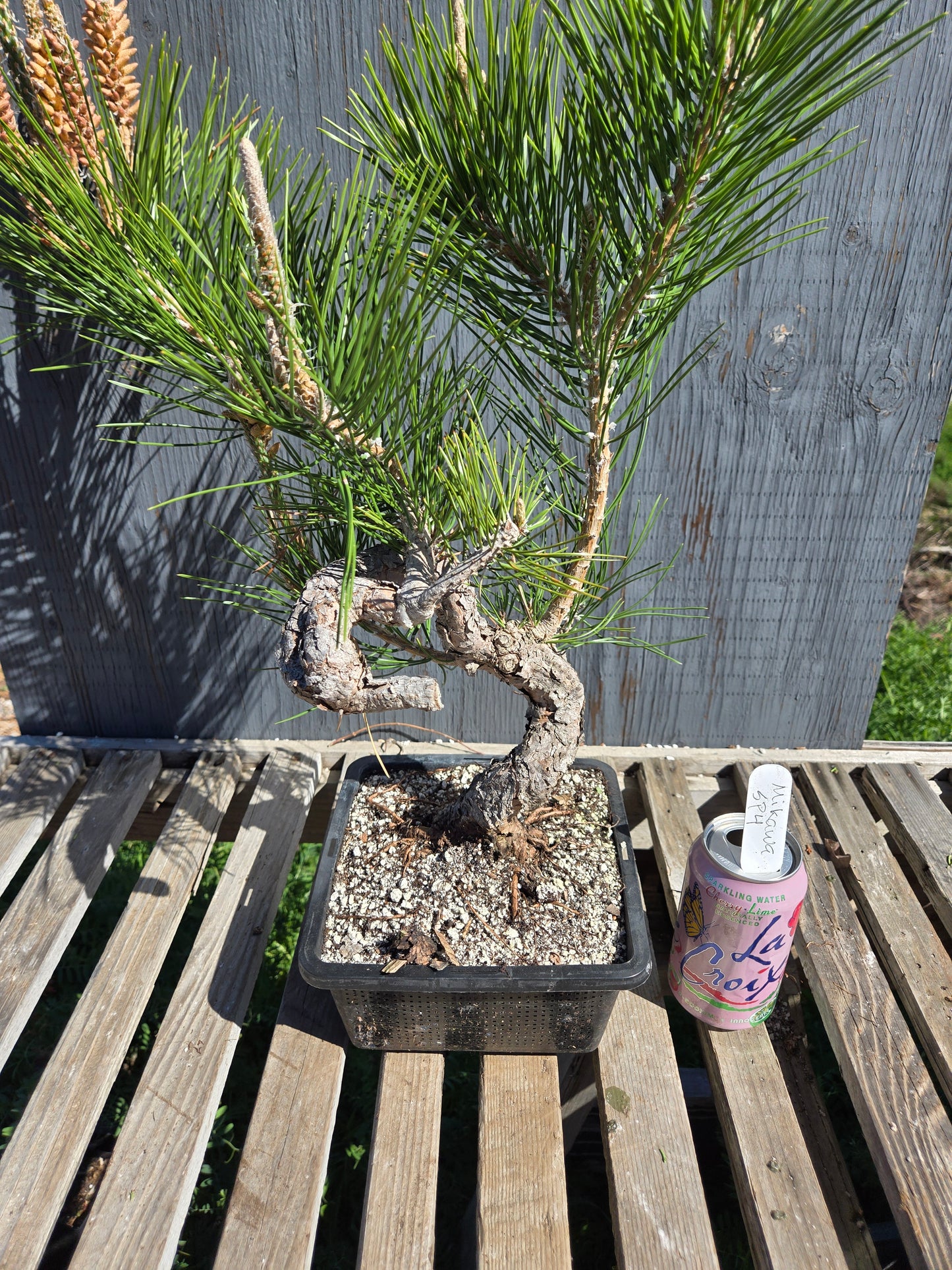 Japanese Black Pine 'Mikawa' JBP sp4