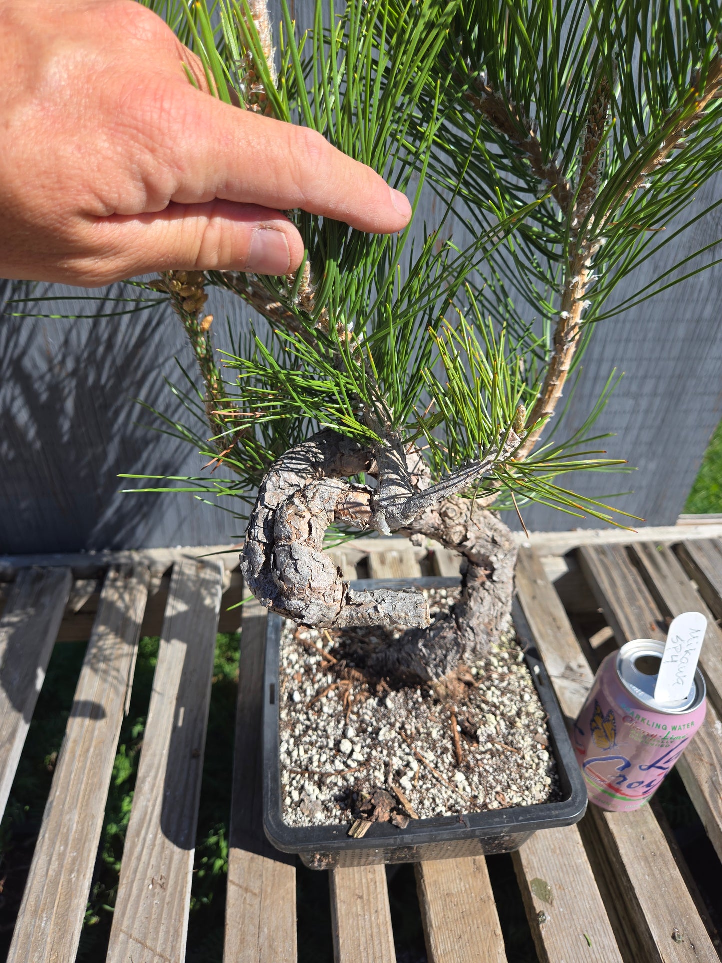 Japanese Black Pine 'Mikawa' JBP sp4