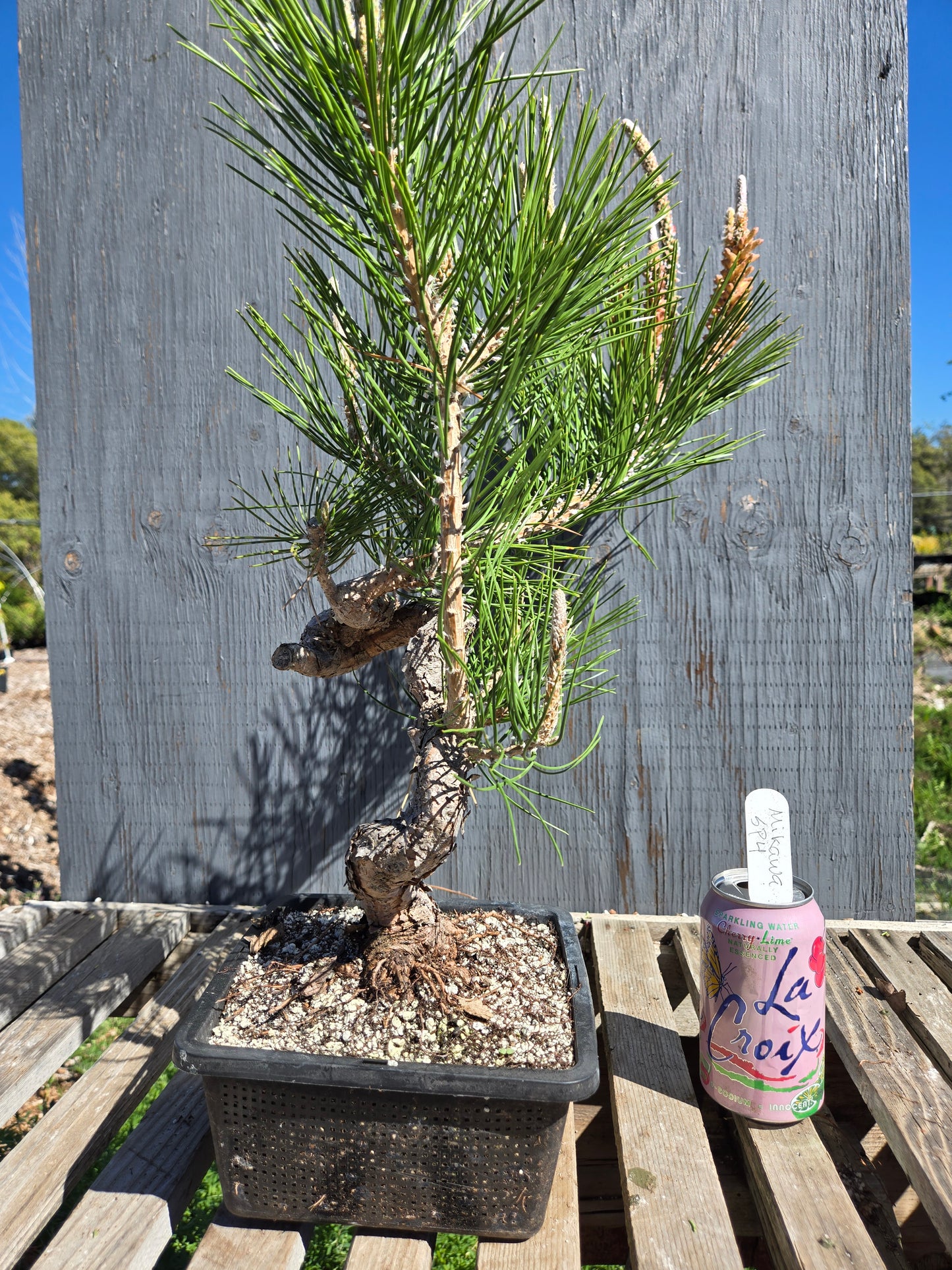 Japanese Black Pine 'Mikawa' JBP sp4