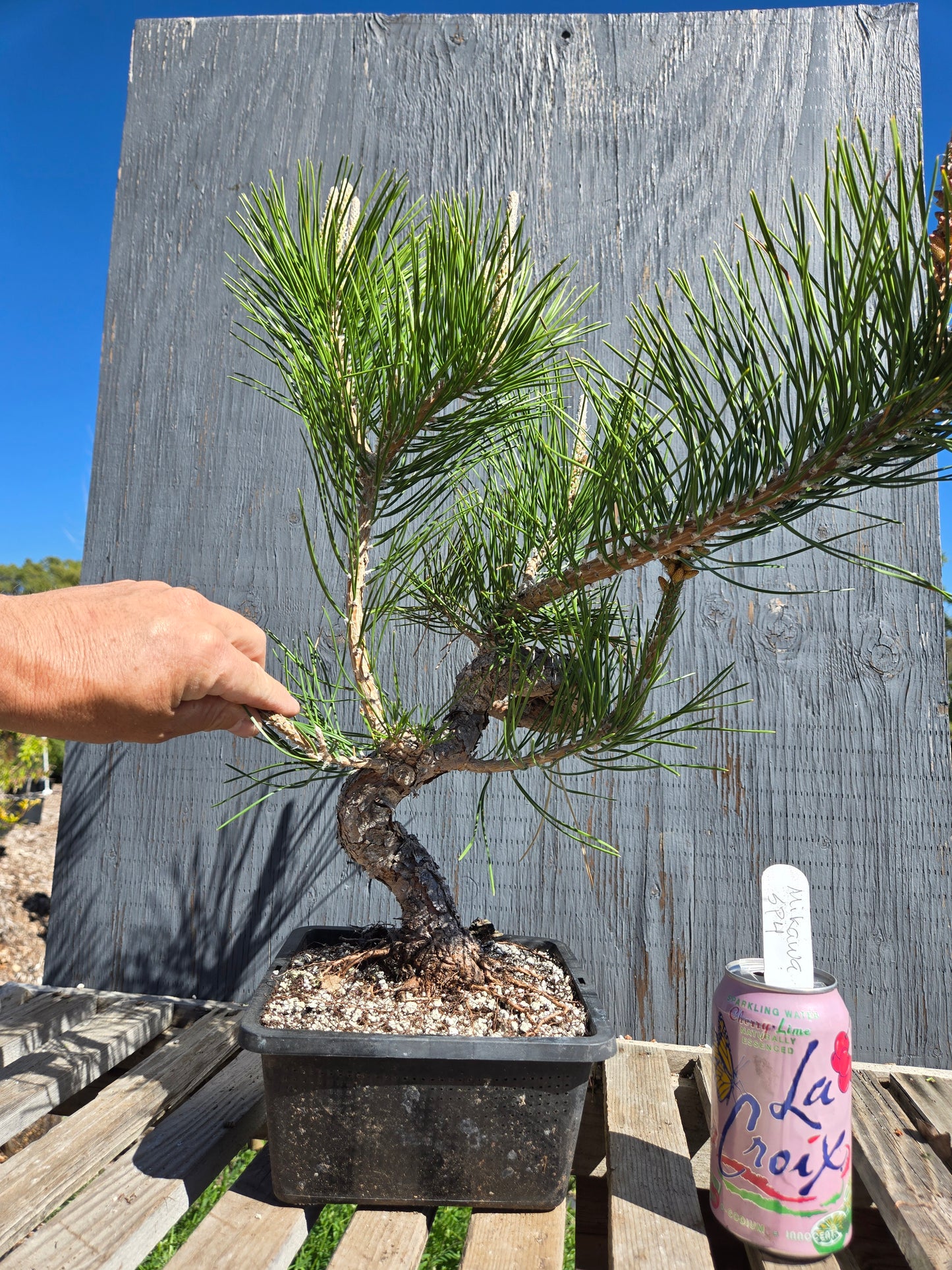 Japanese Black Pine 'Mikawa' JBP sp4